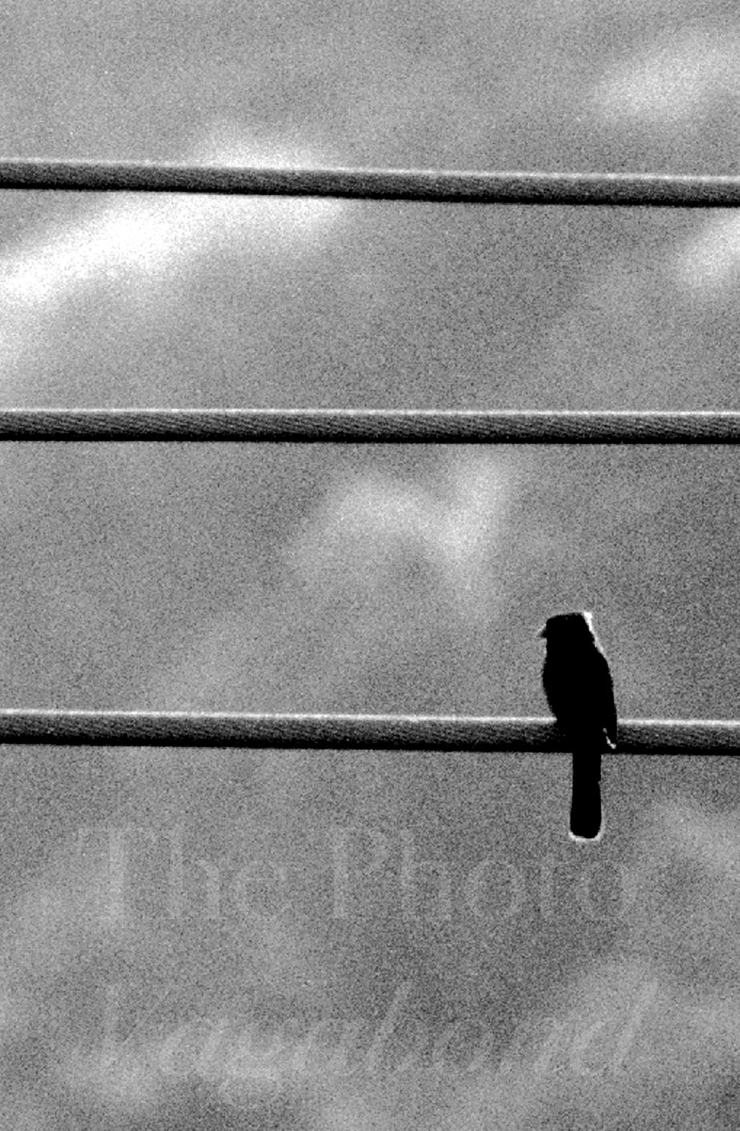 Birds005.jpg