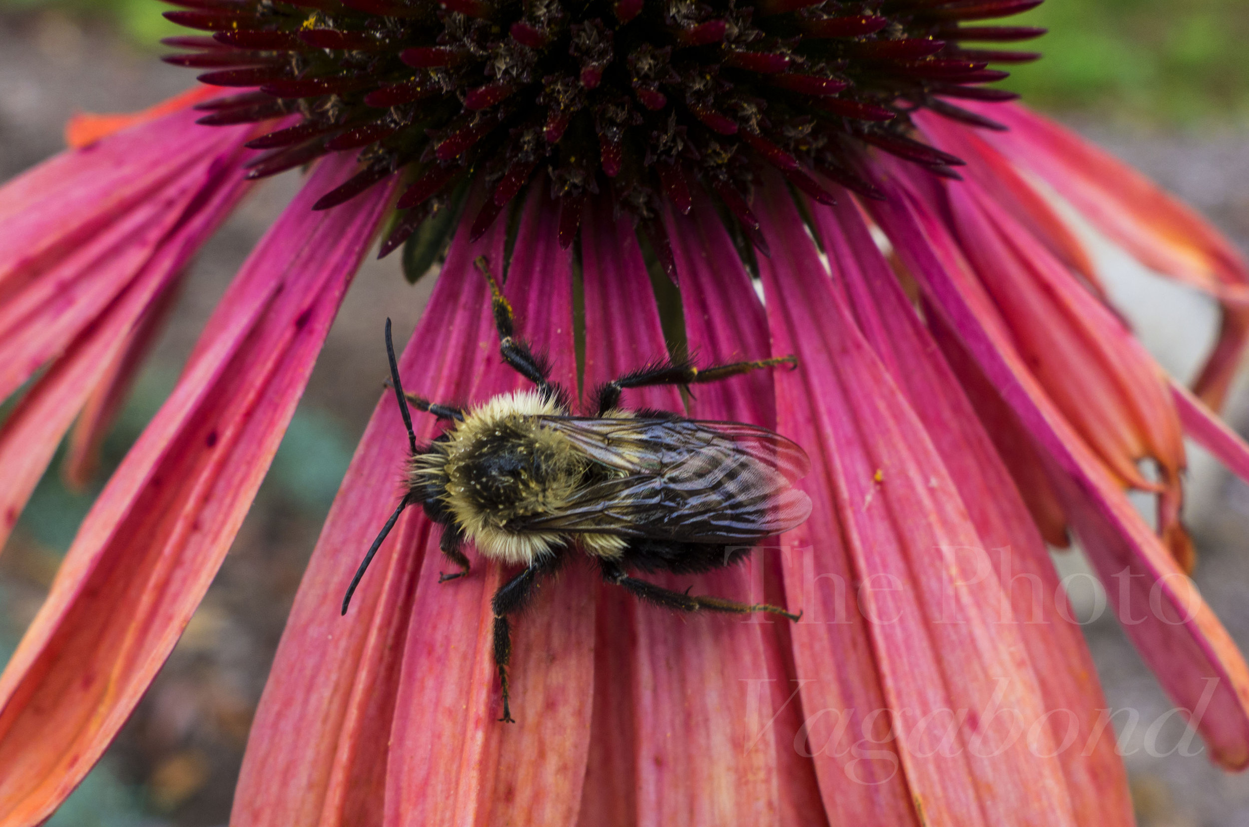 Bugs039.jpg