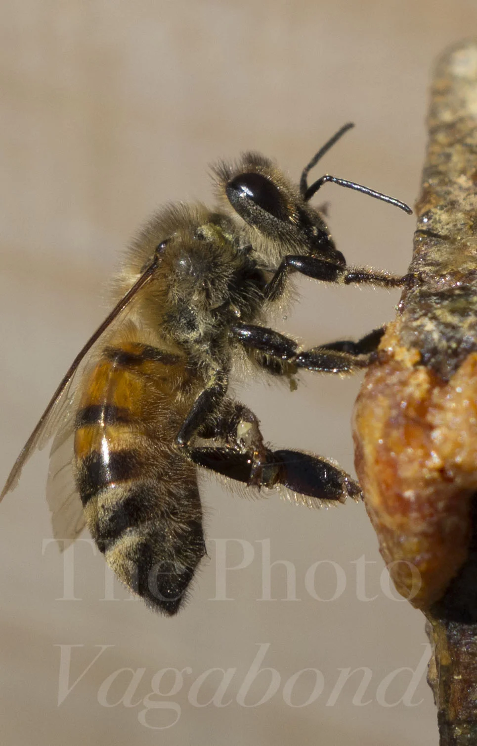 Bee.jpg