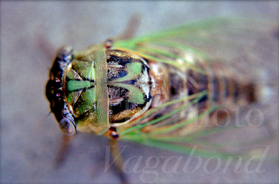 Bugs008.jpg