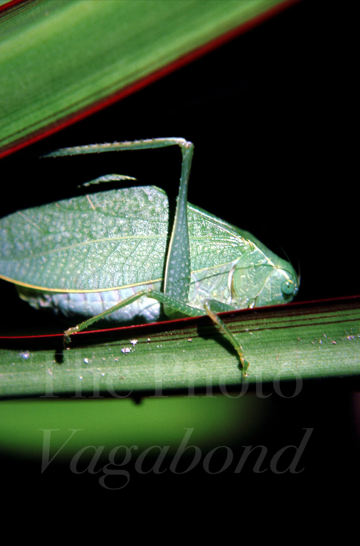 Bugs010.jpg