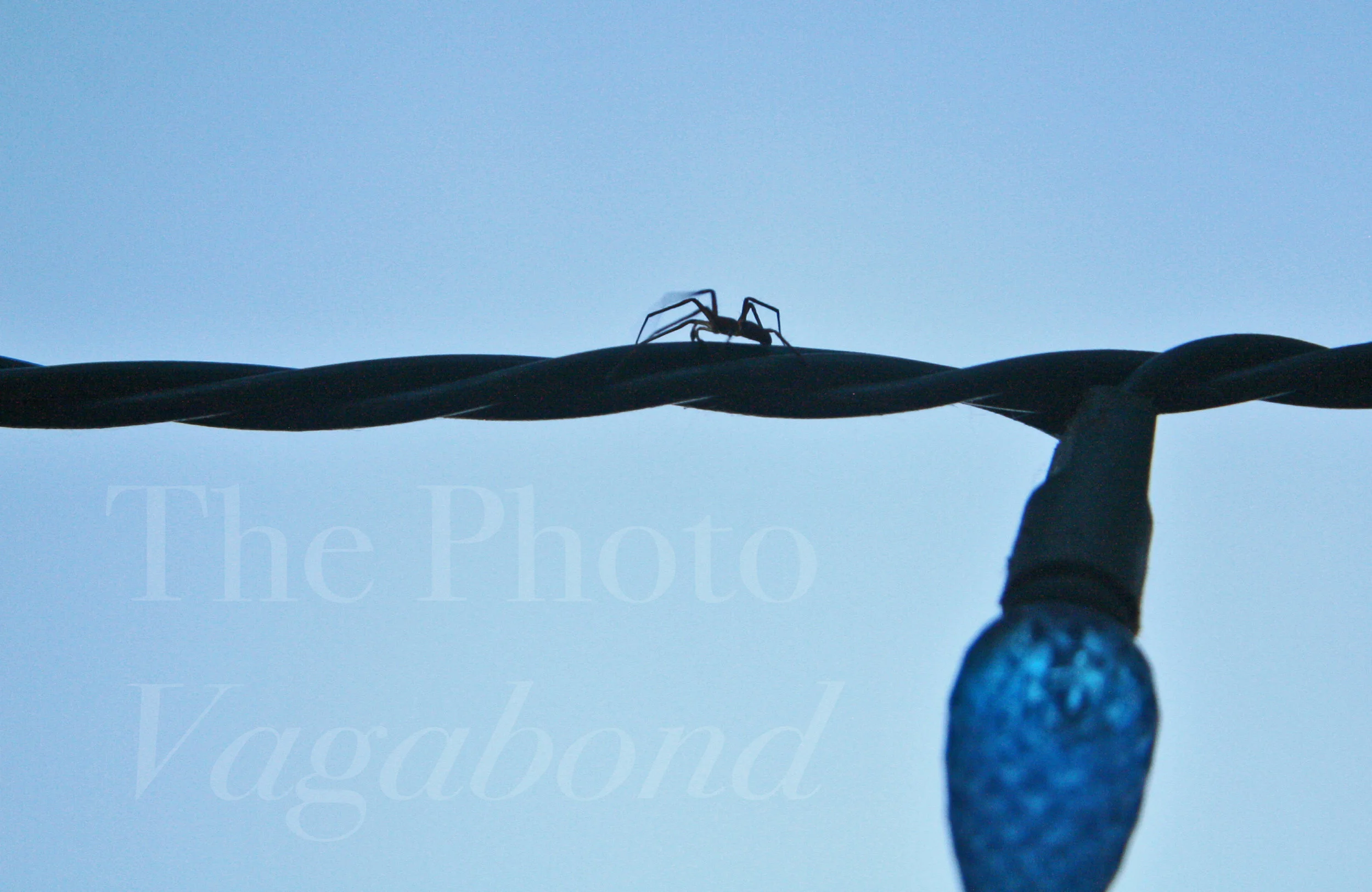 Bugs021.jpg