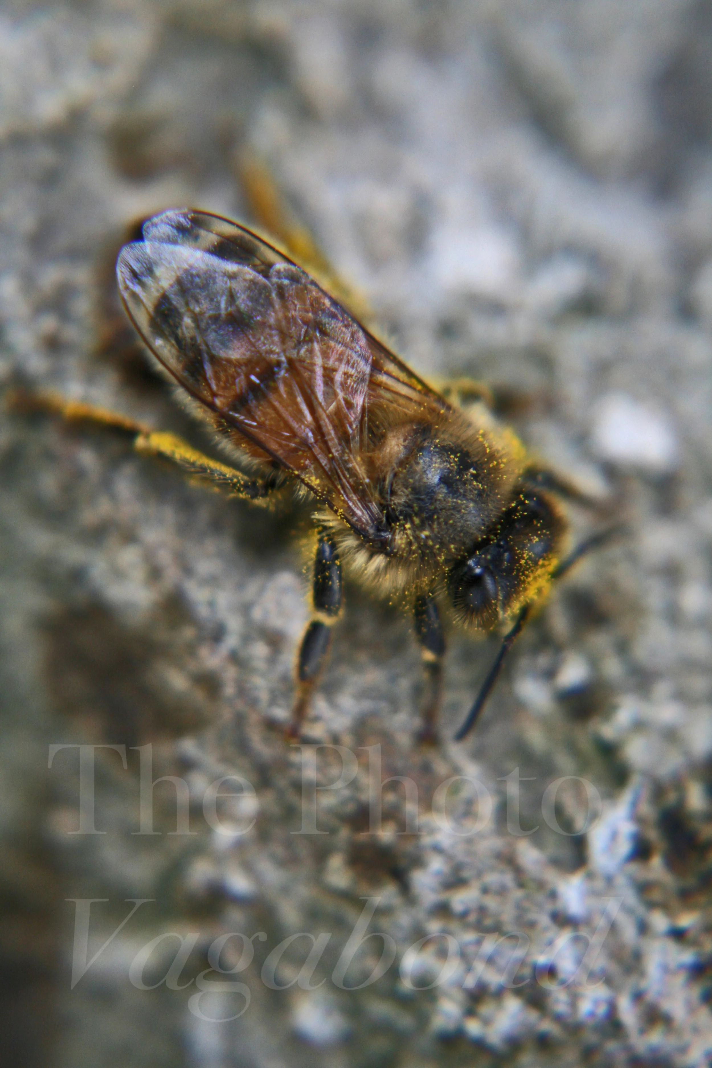 Bugs038.jpg