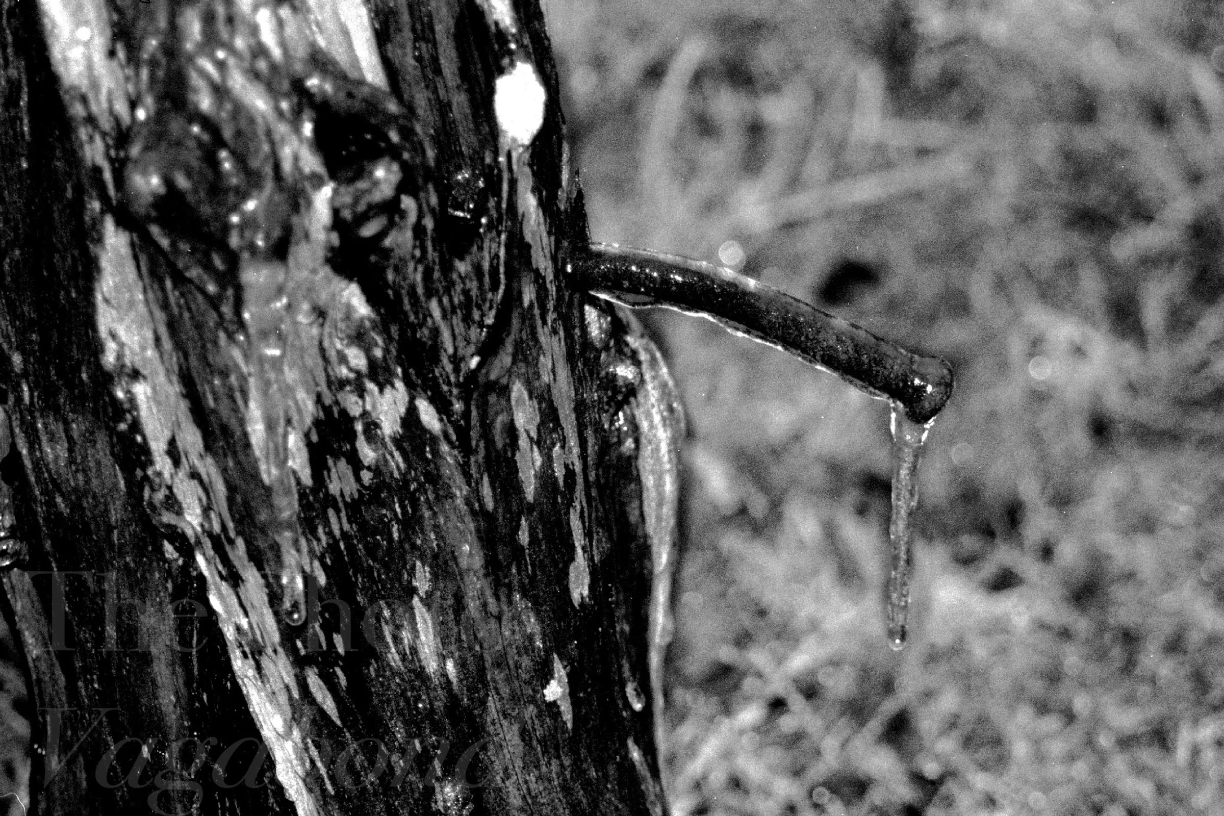 Fences018.jpg