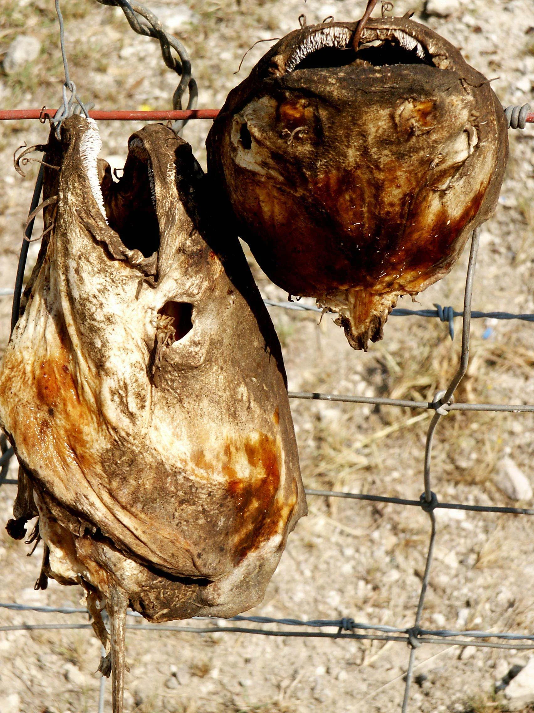 Fences003.jpg