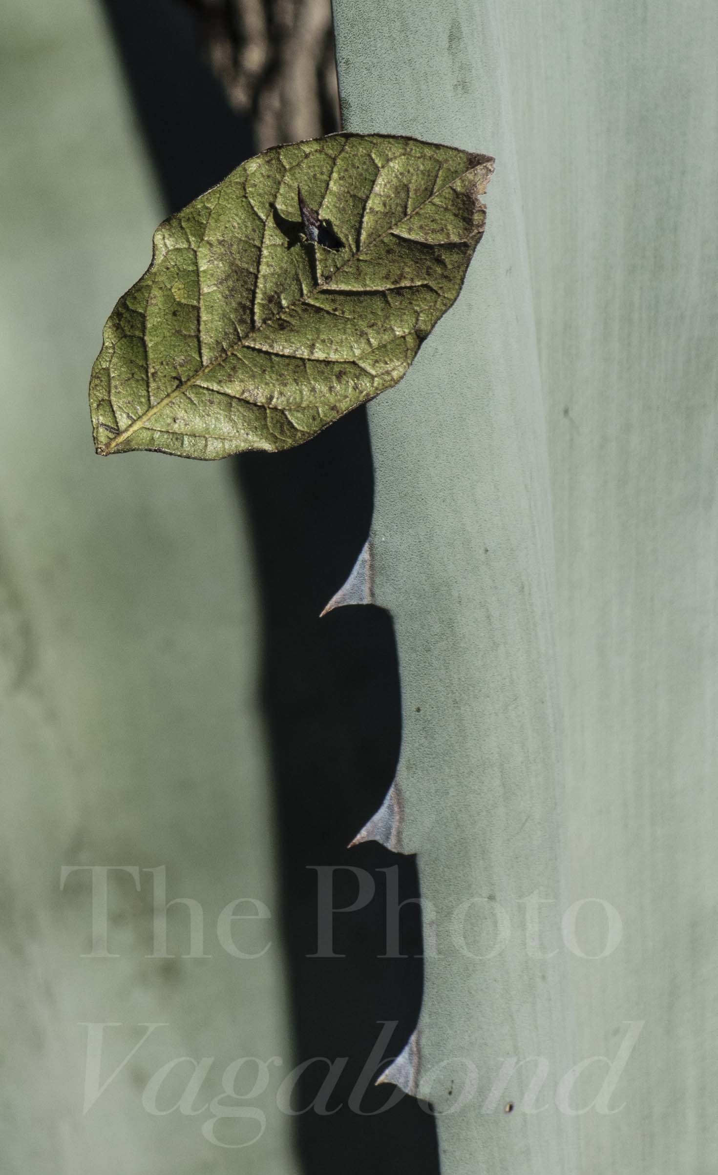 Leaf on Agave.jpg
