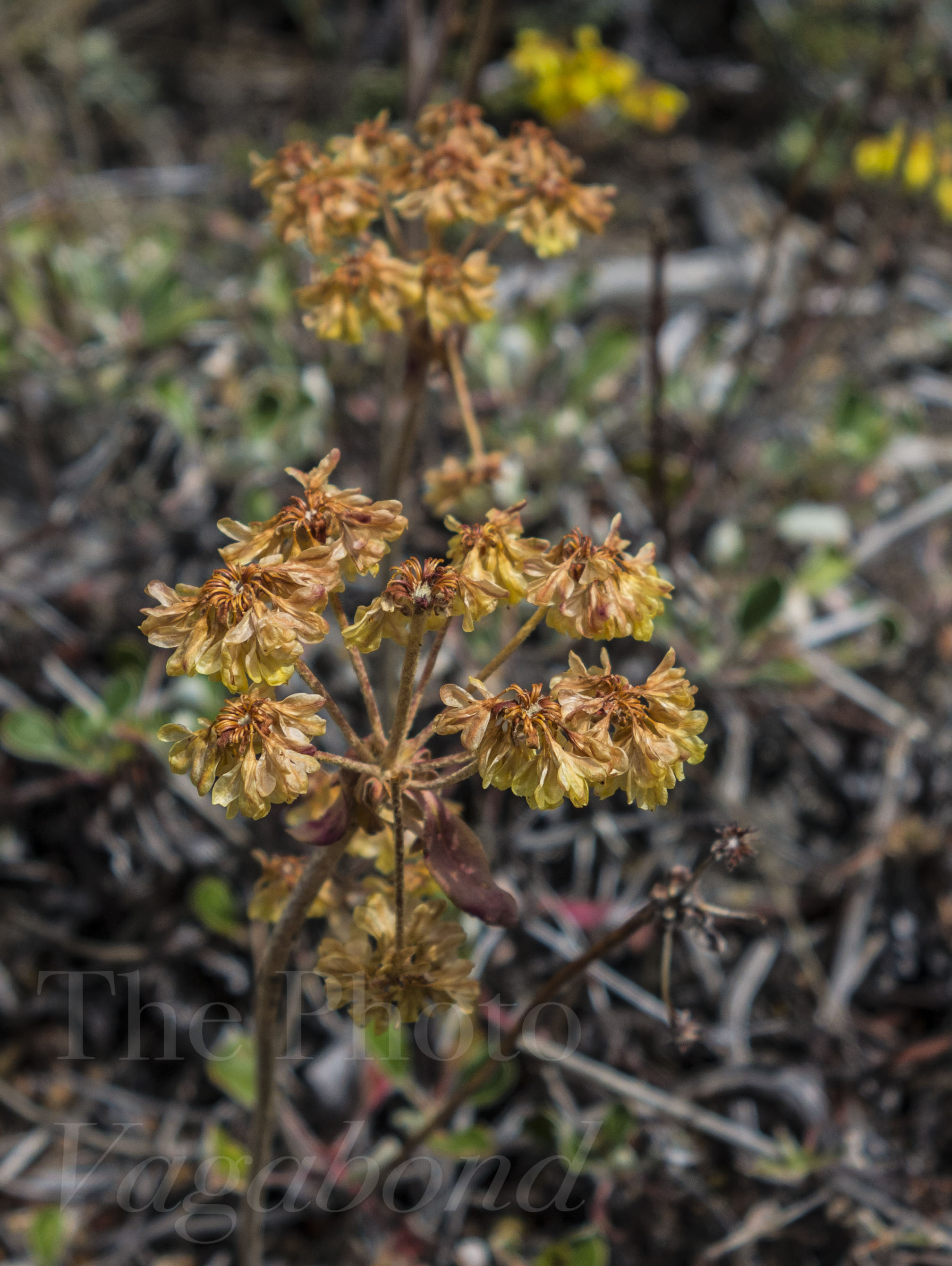 Floral027.jpg