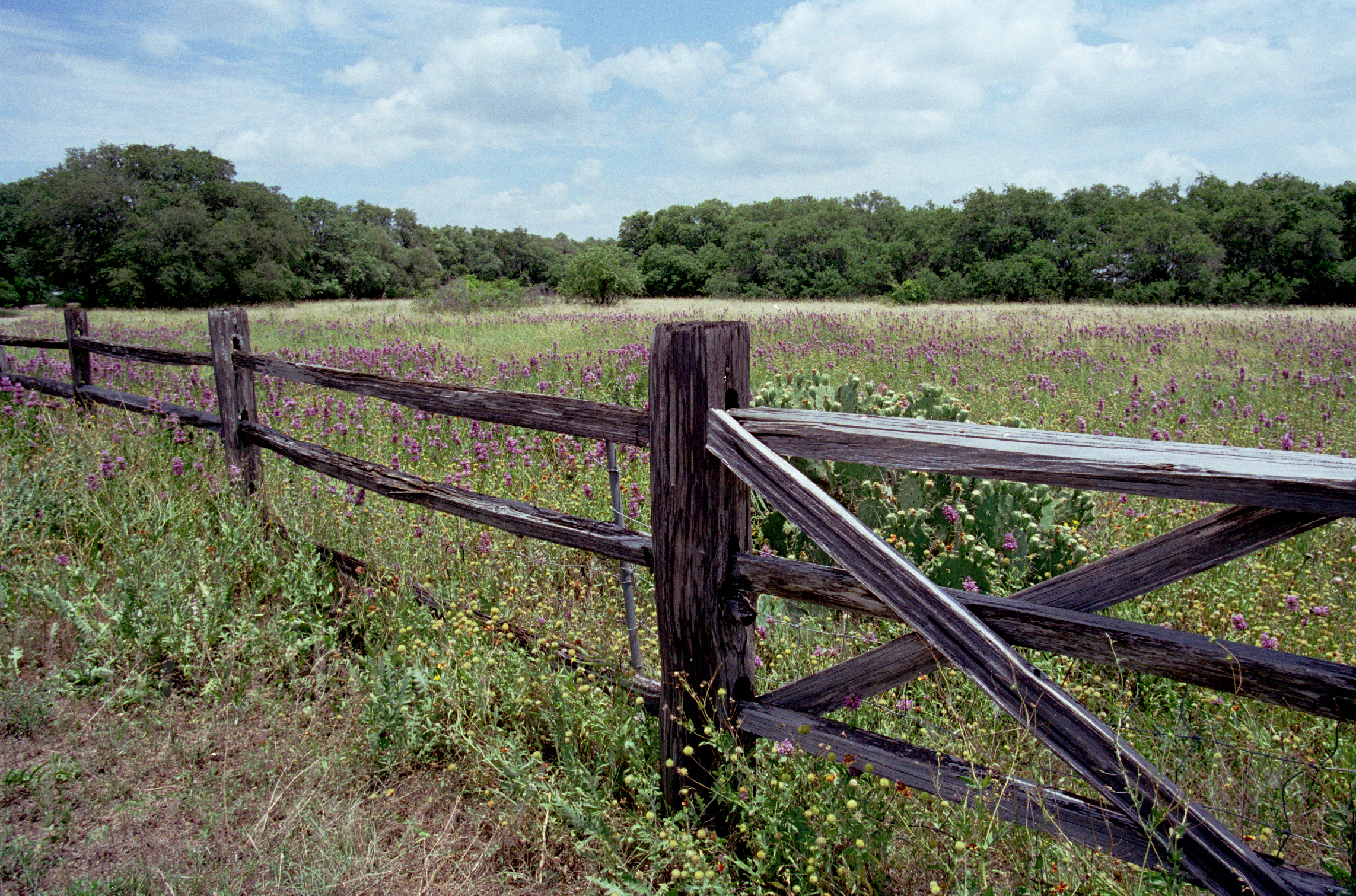 Fences010.jpg