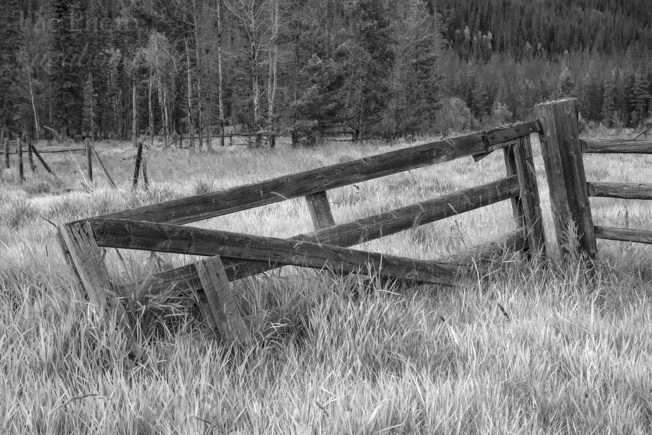 Fences033.jpg