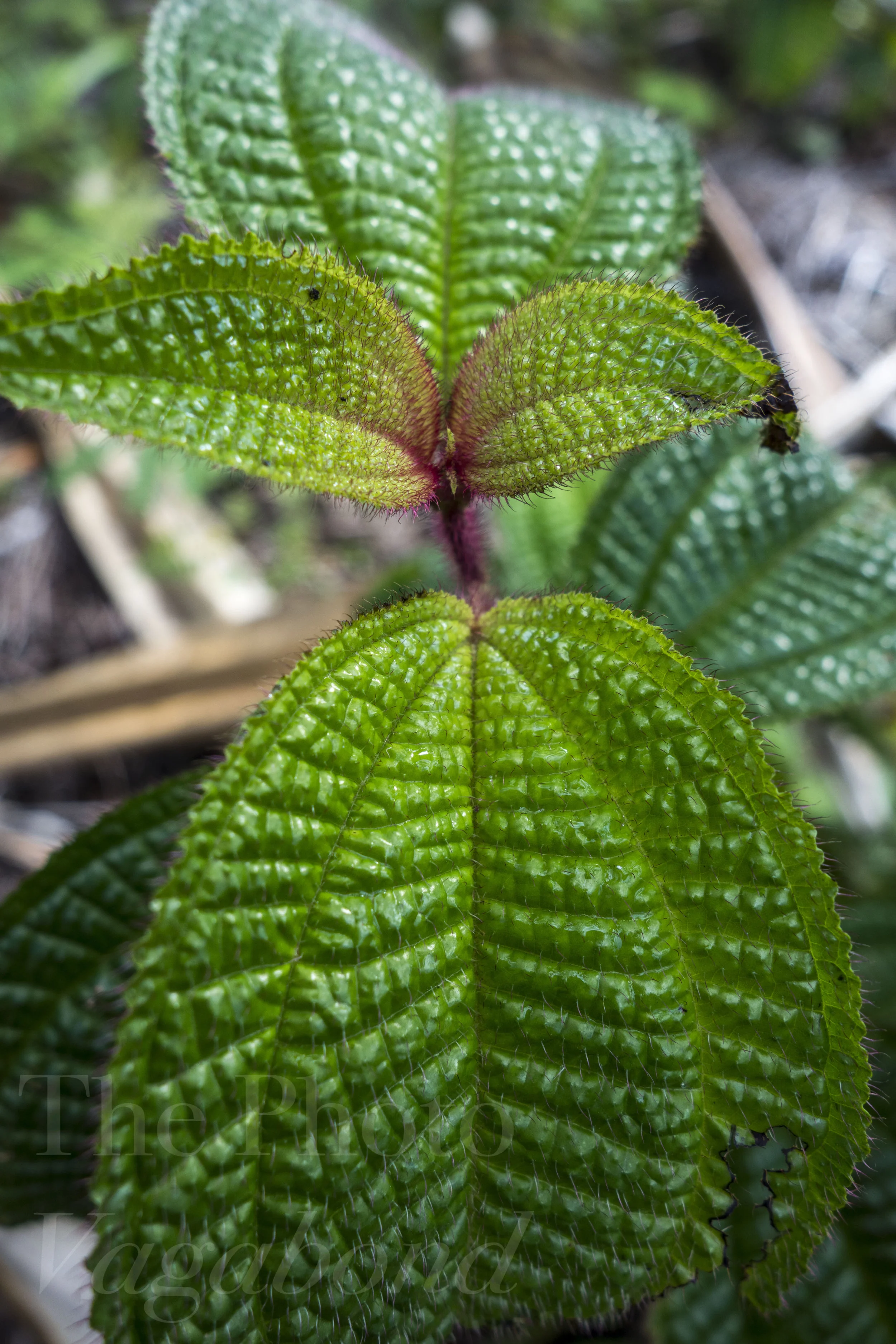 _DSC9018.jpg