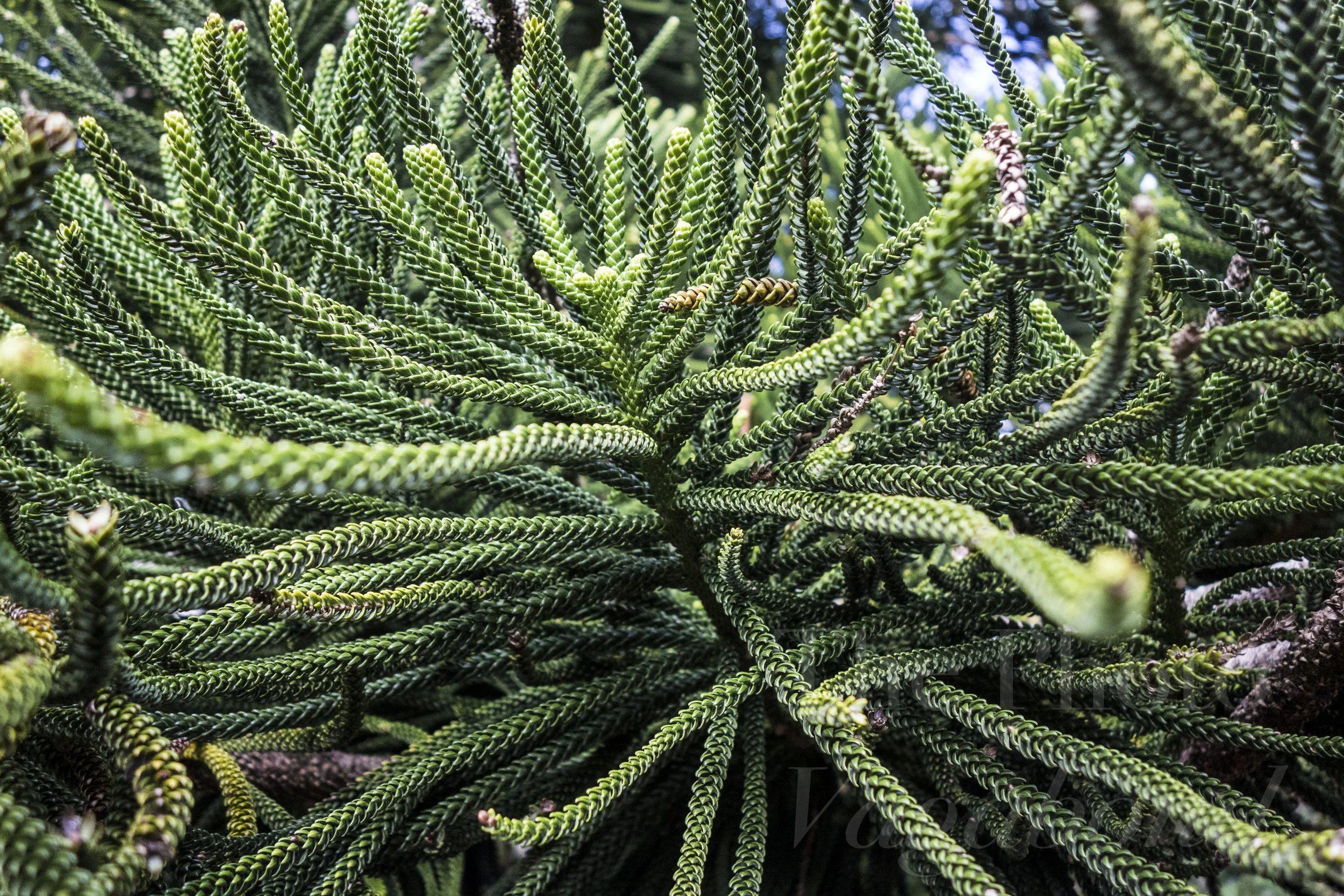 _DSC9161.jpg