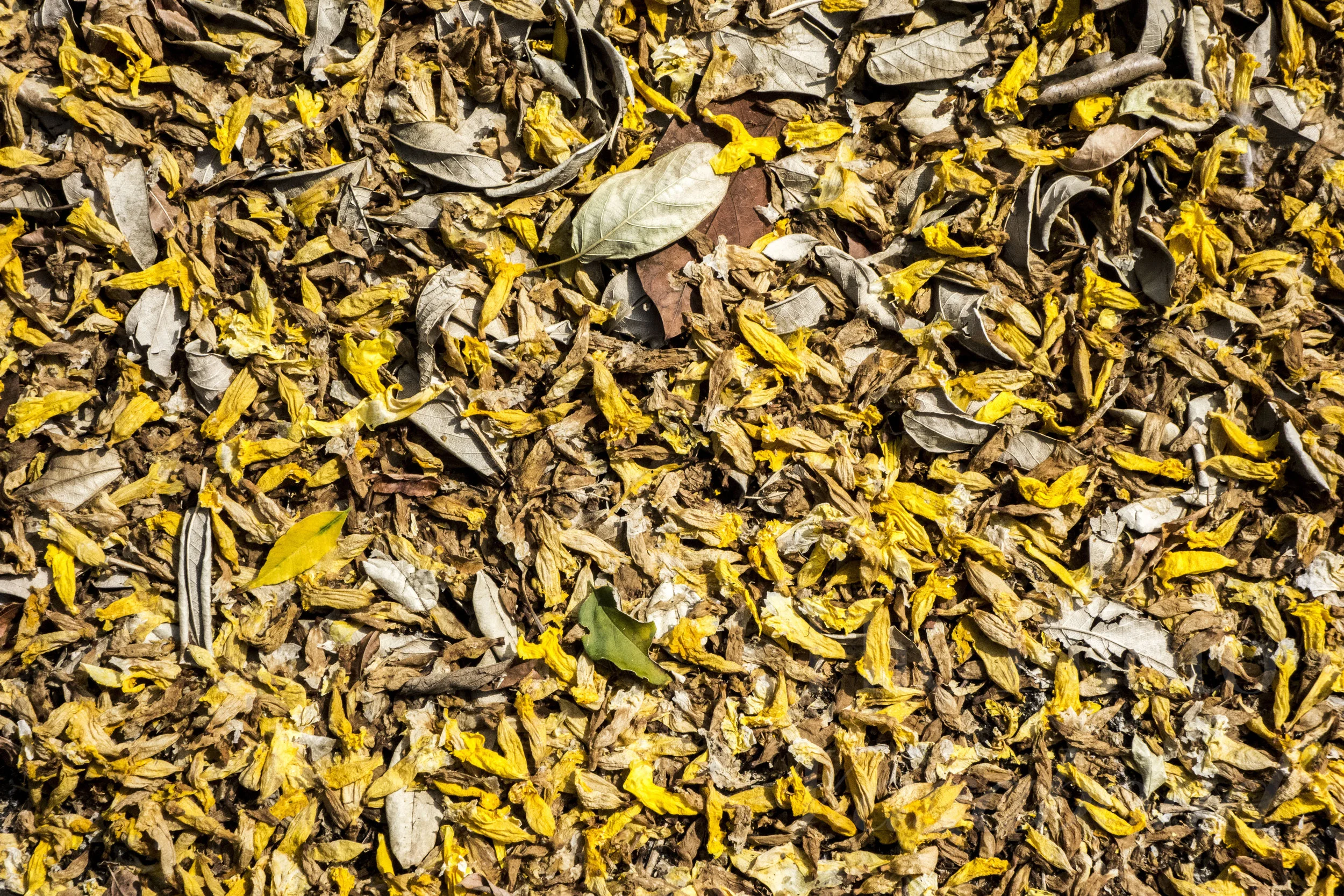 _DSC9403.jpg