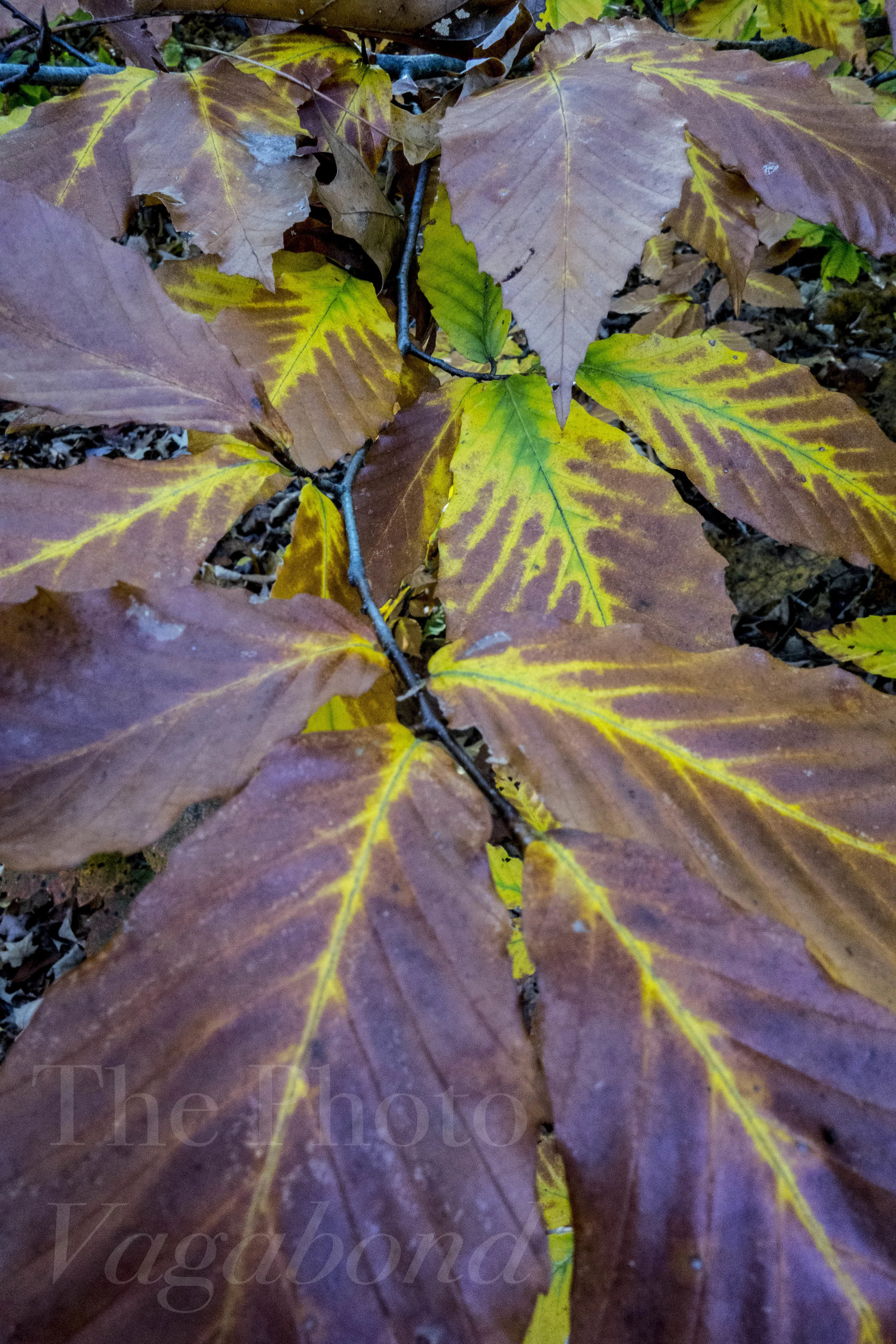 DSC07667.jpg