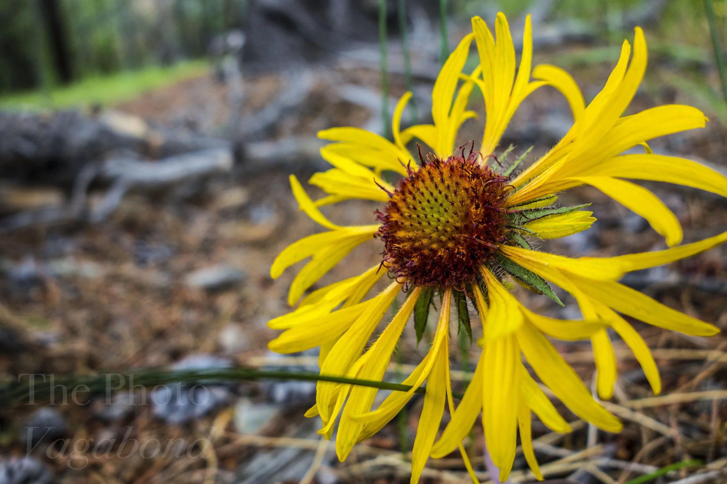 Floral008.jpg