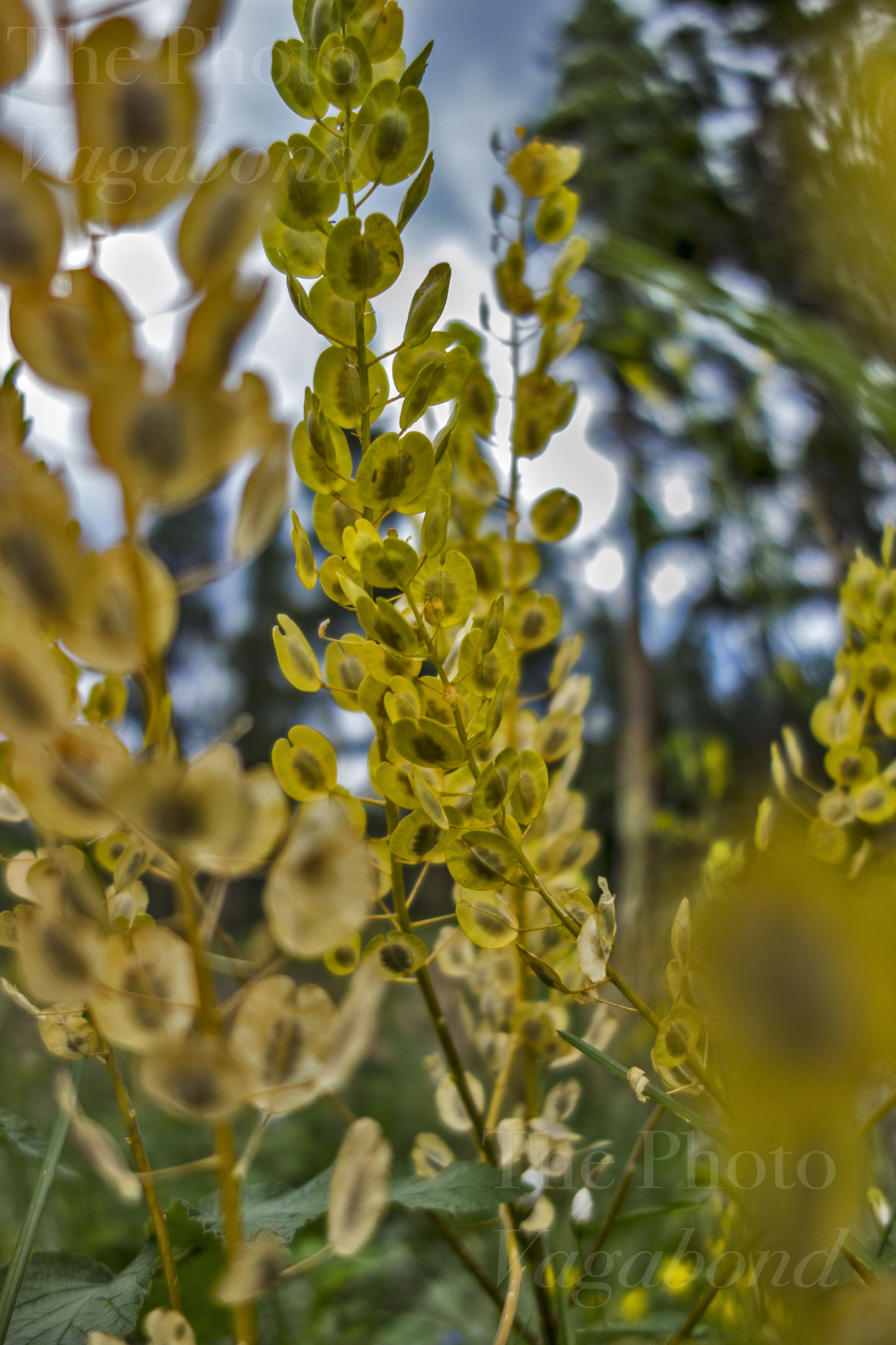 Floral012.jpg