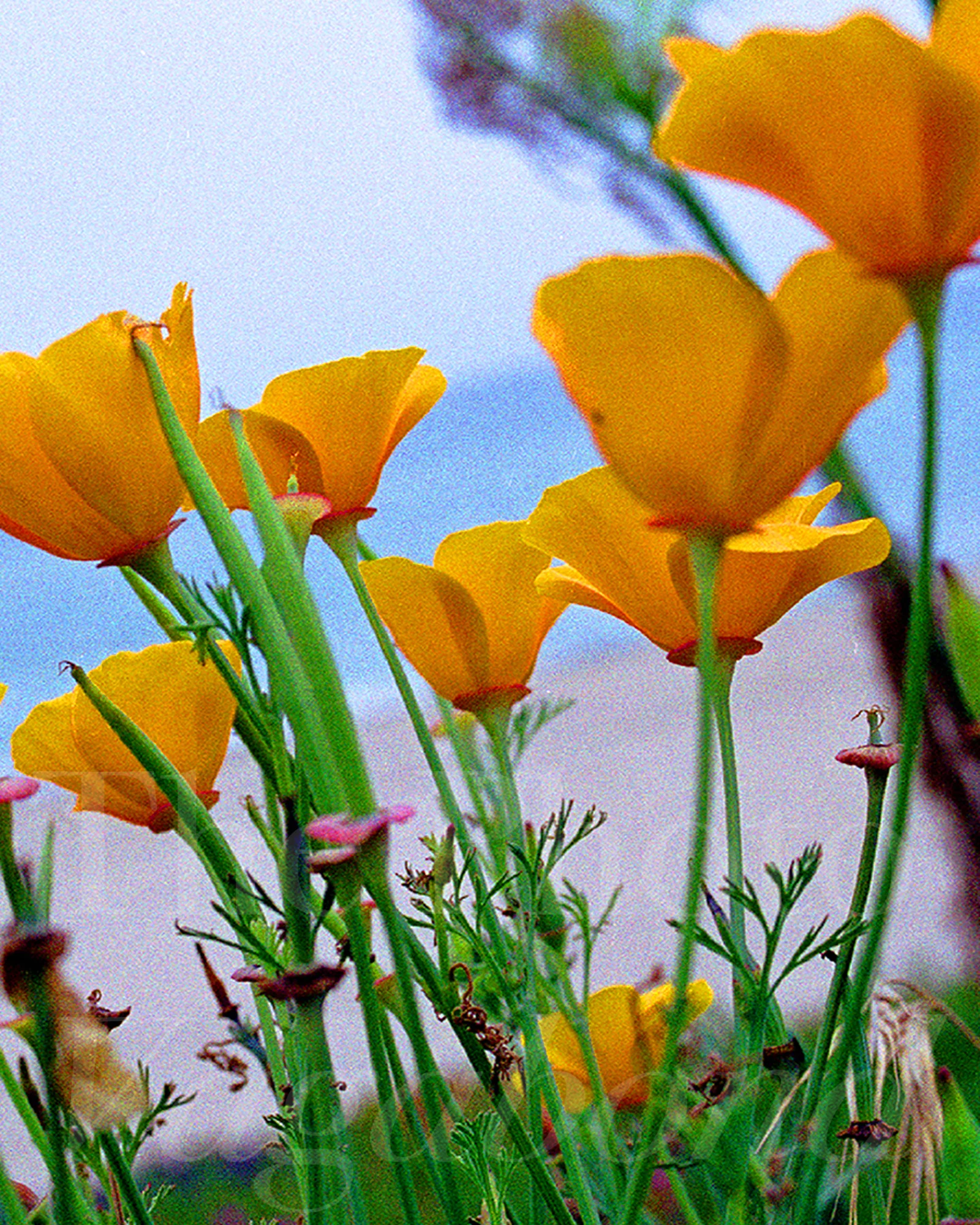 Floral013.jpg