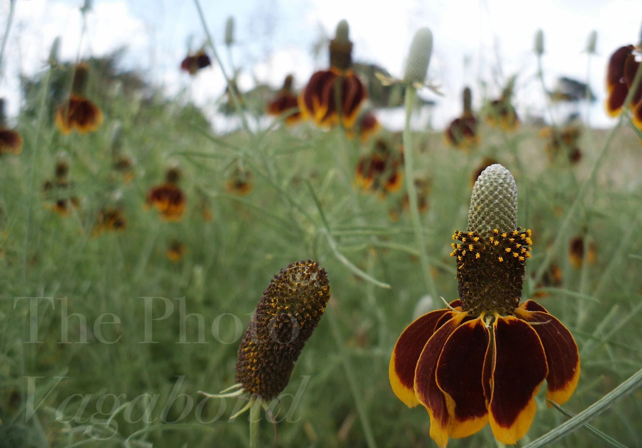 Floral029.jpg