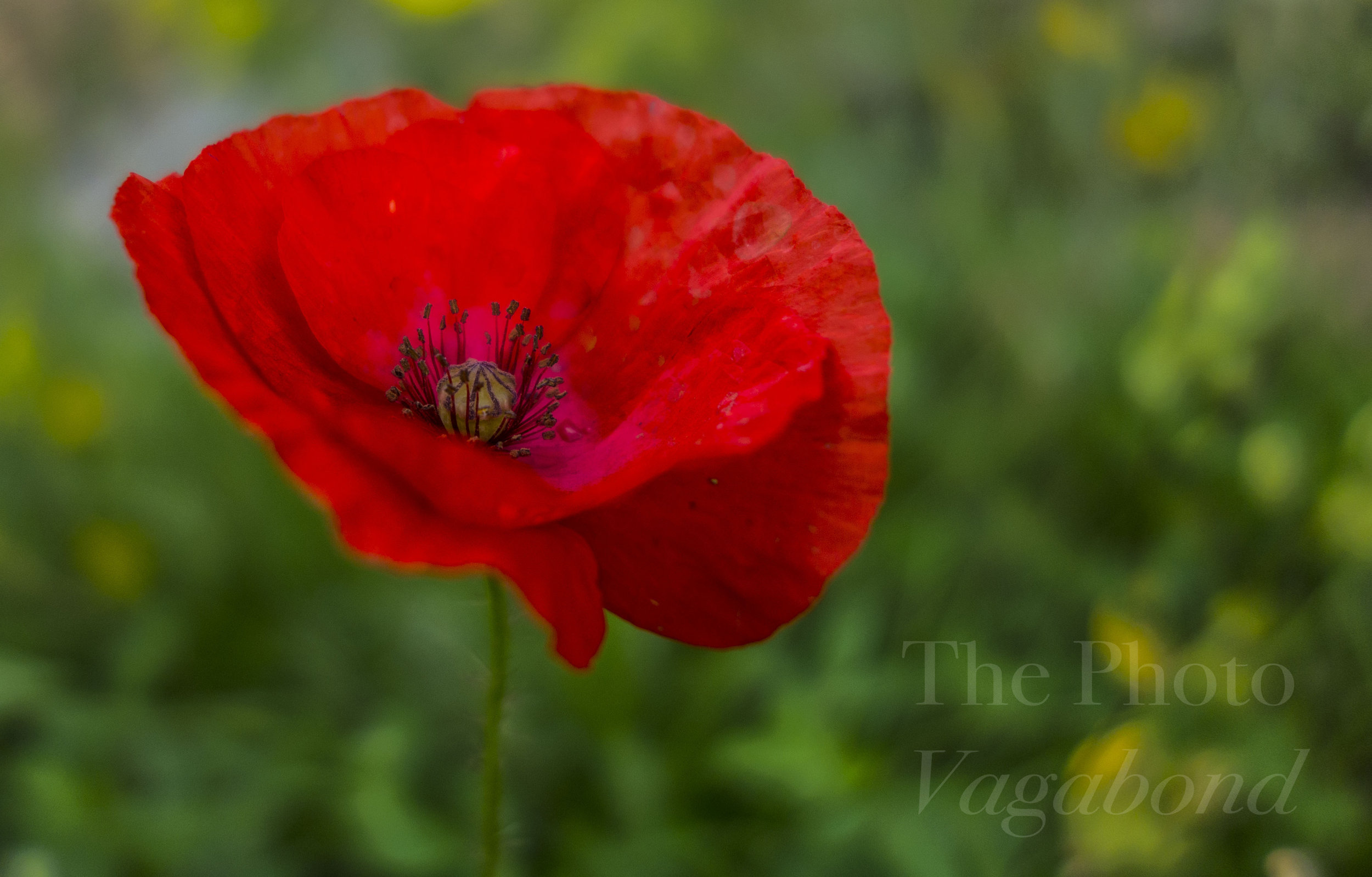 Floral043.jpg