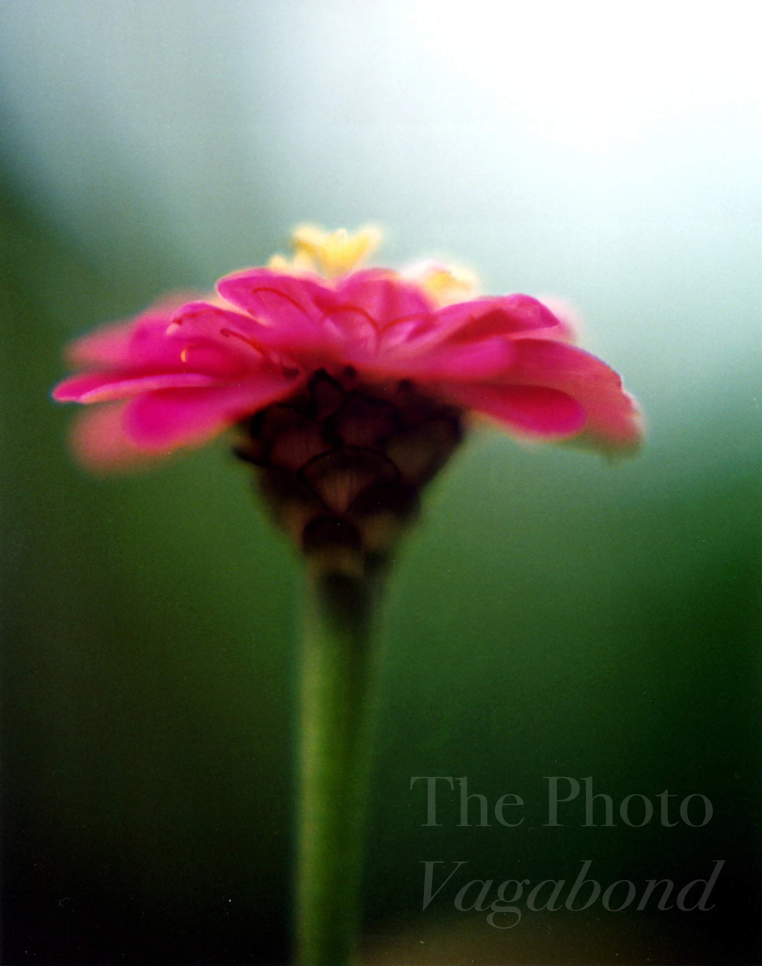 Floral032.jpg