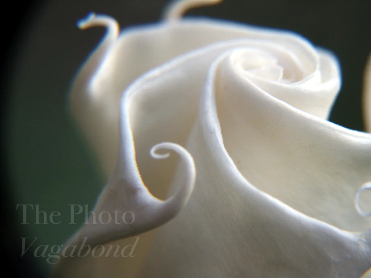 Floral056.jpg