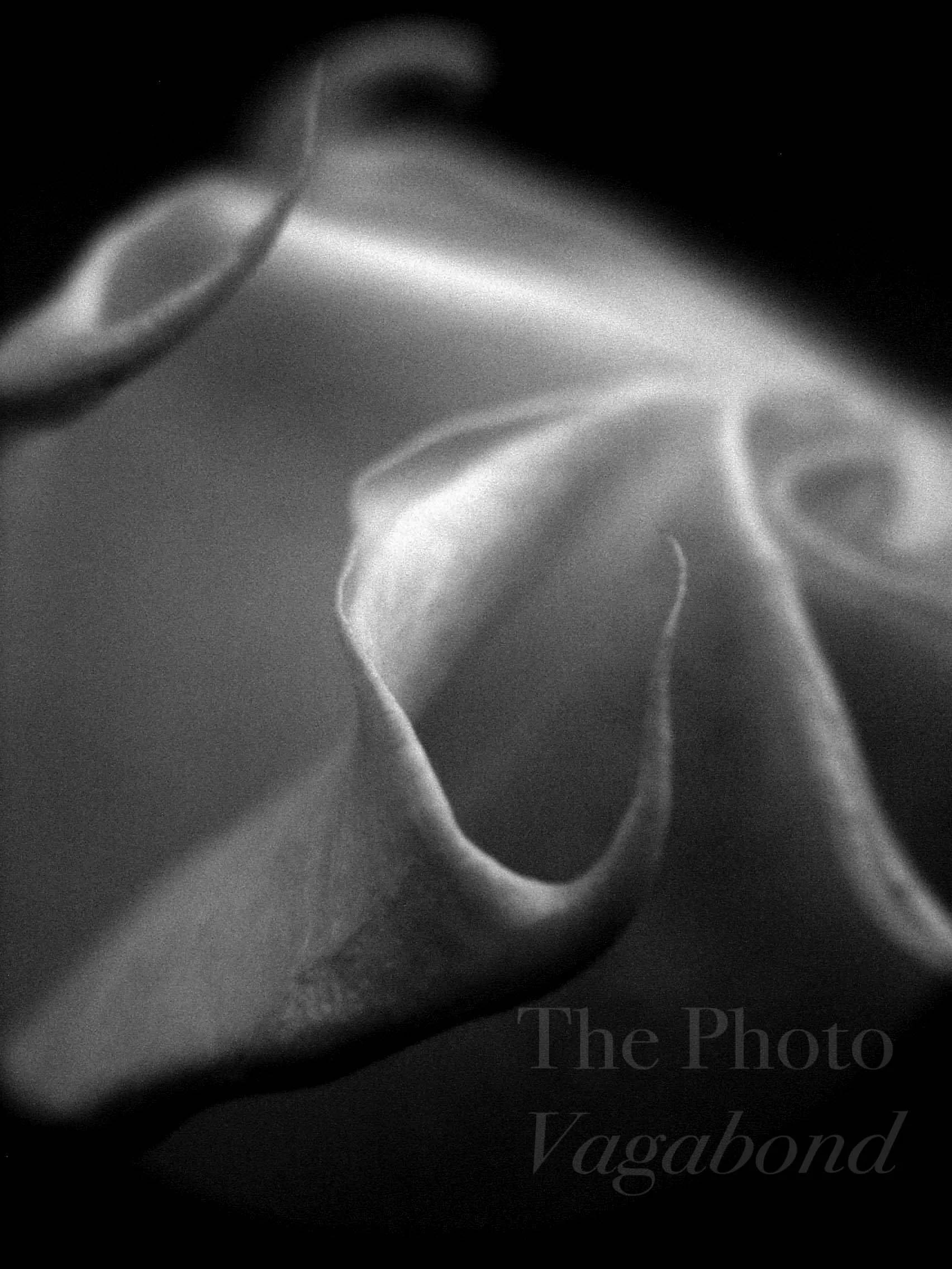 Floral057.jpg