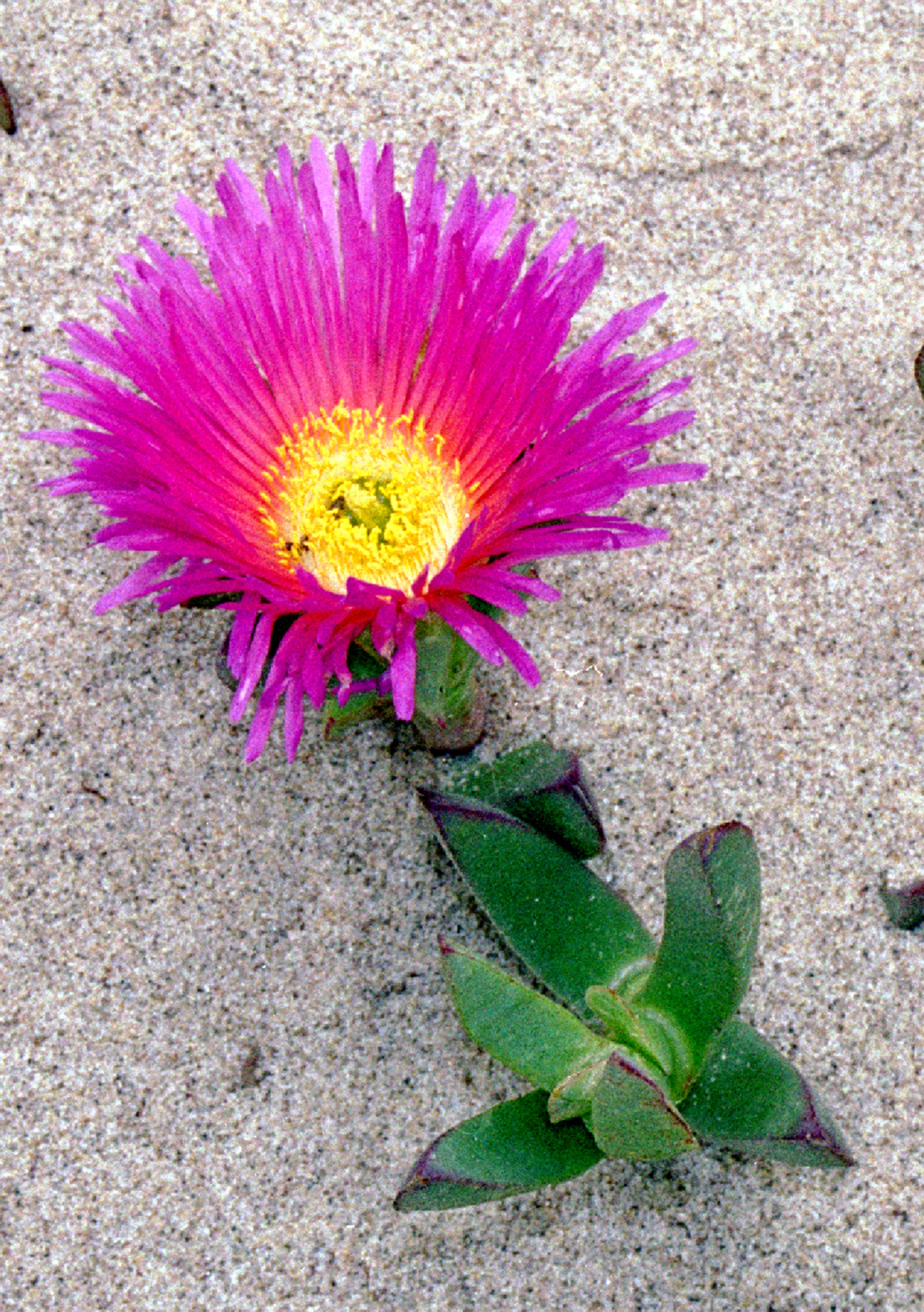 Floral054.jpg