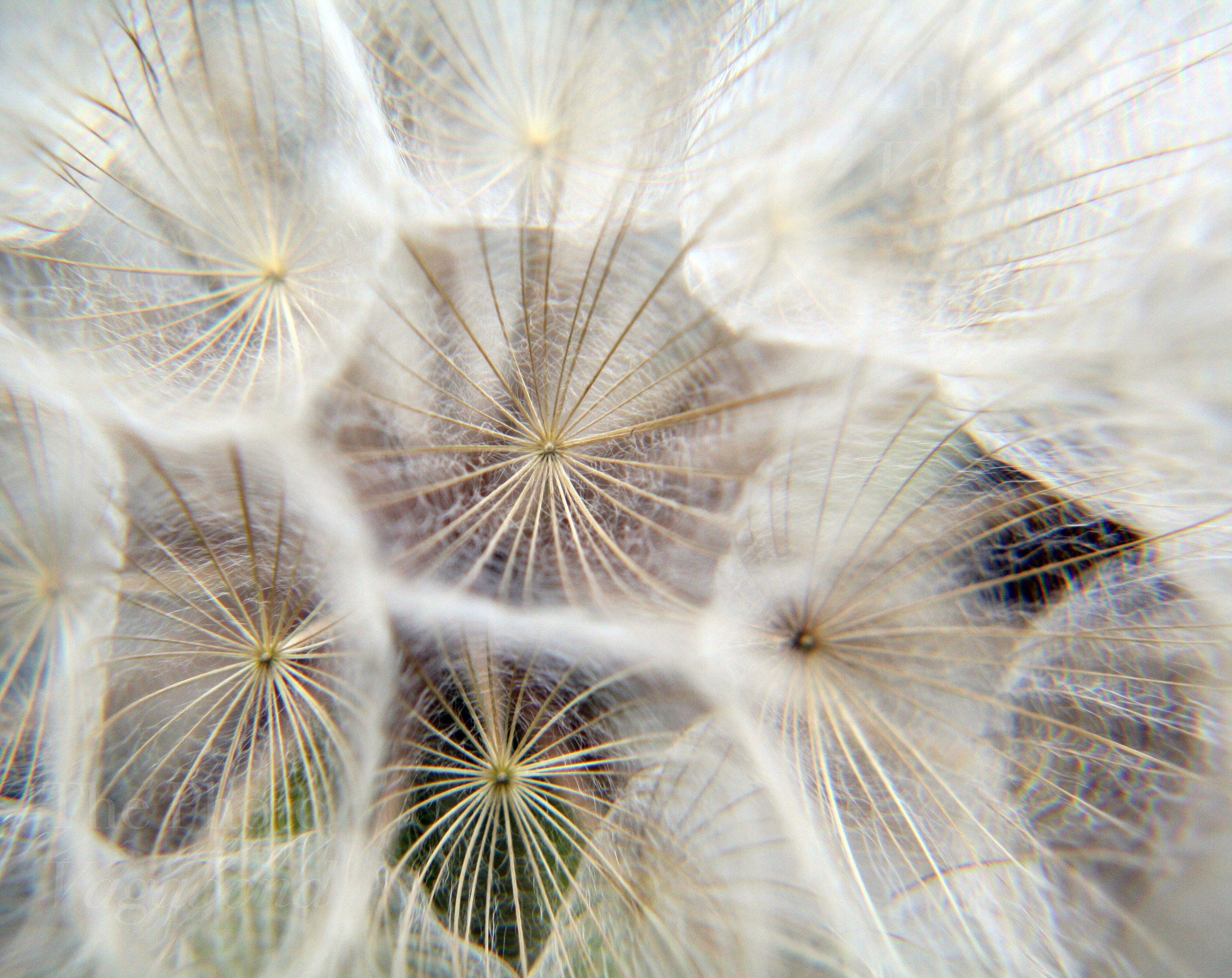 Floral061.jpg