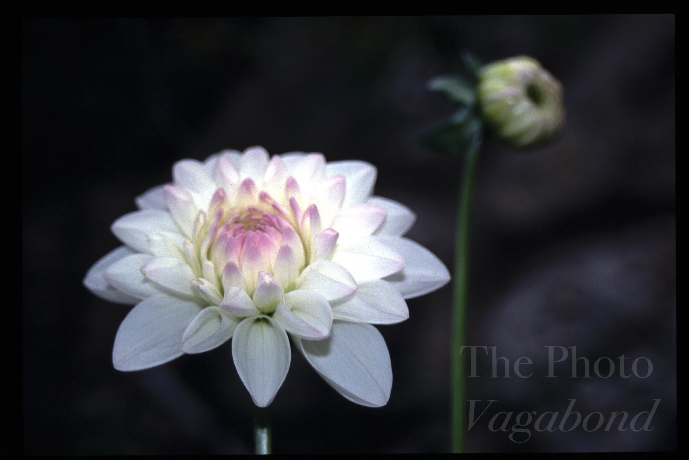 Floral065.jpg
