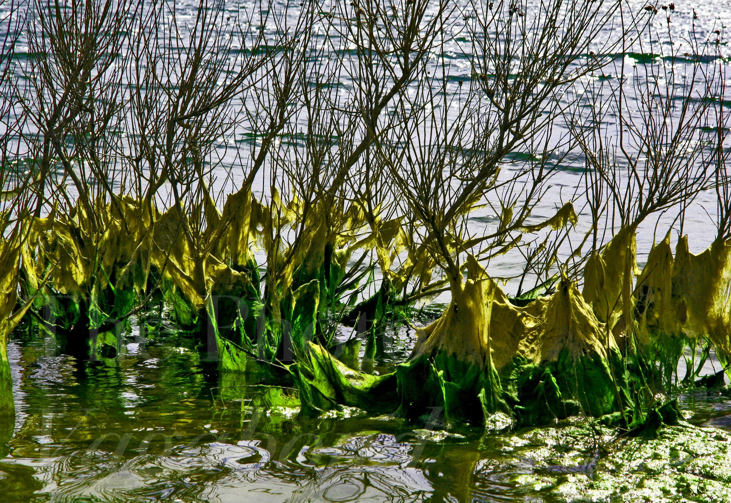 Floral088.jpg