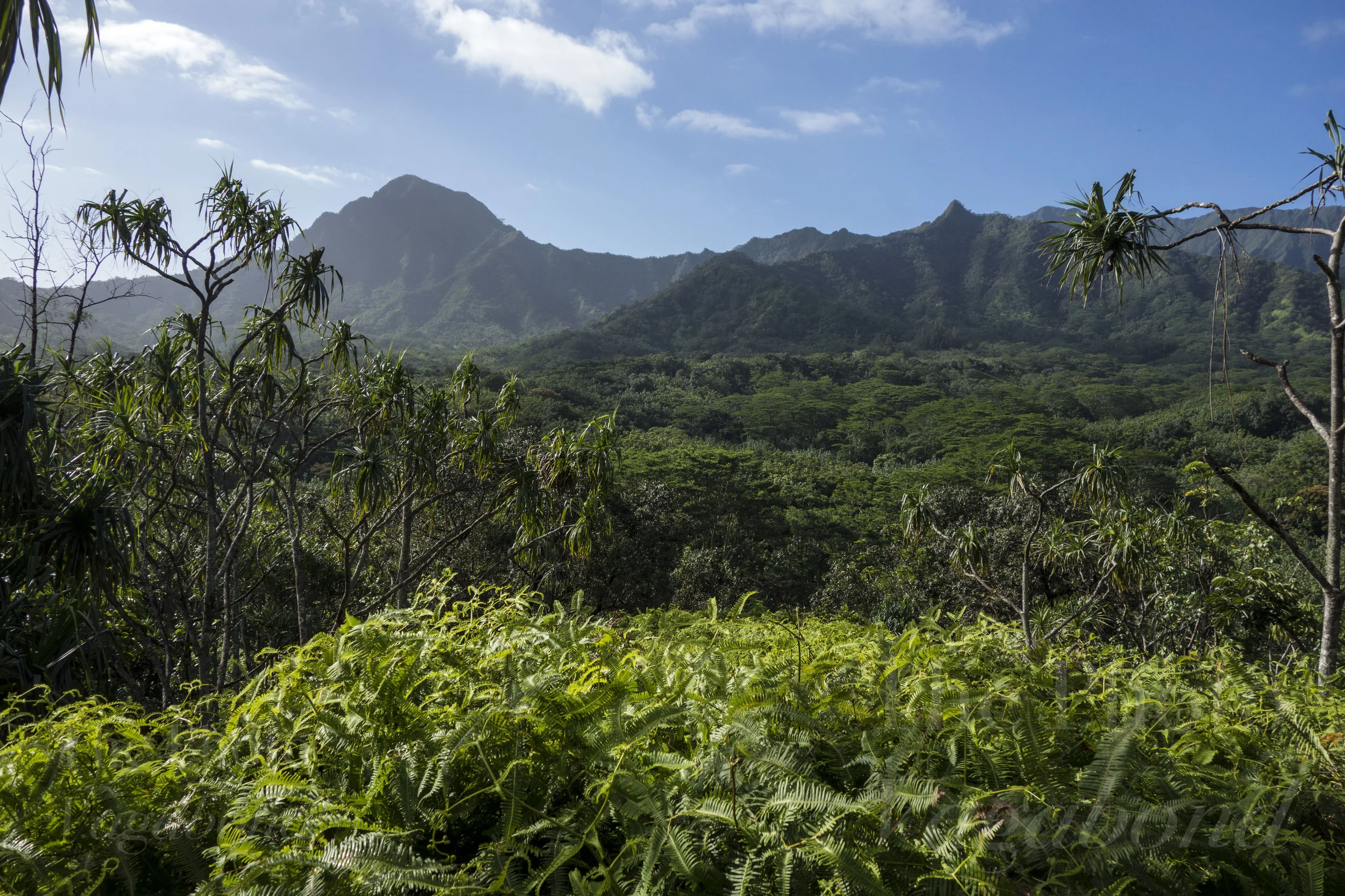 _DSC9010.jpg
