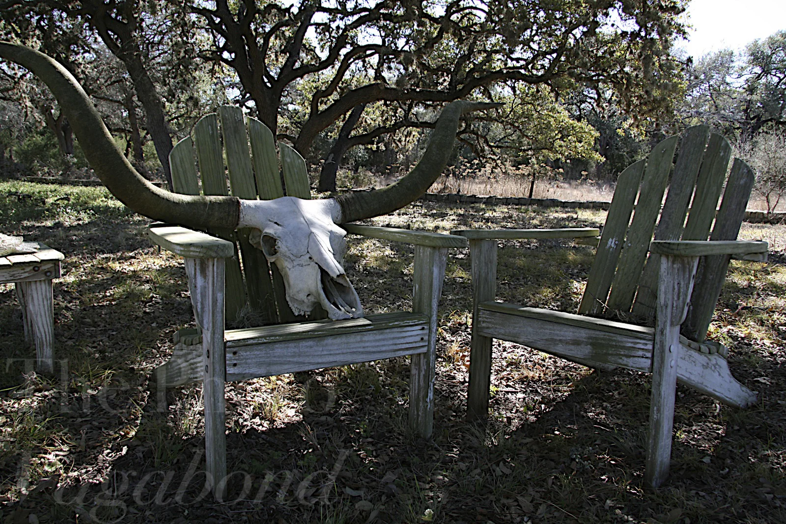 LongHorn Adarondack.jpg