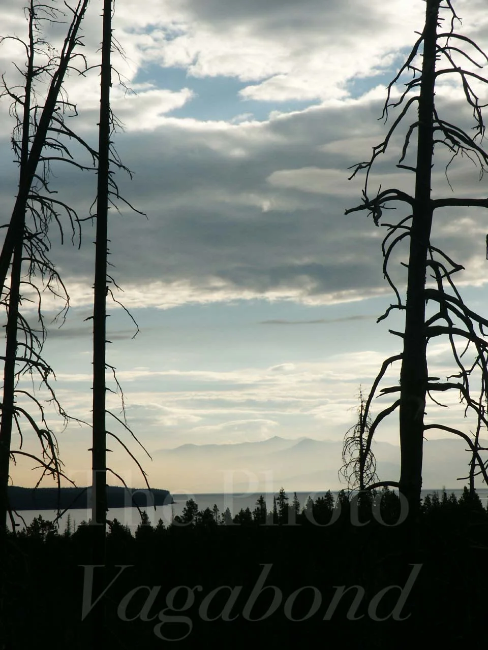 Trees103.jpg