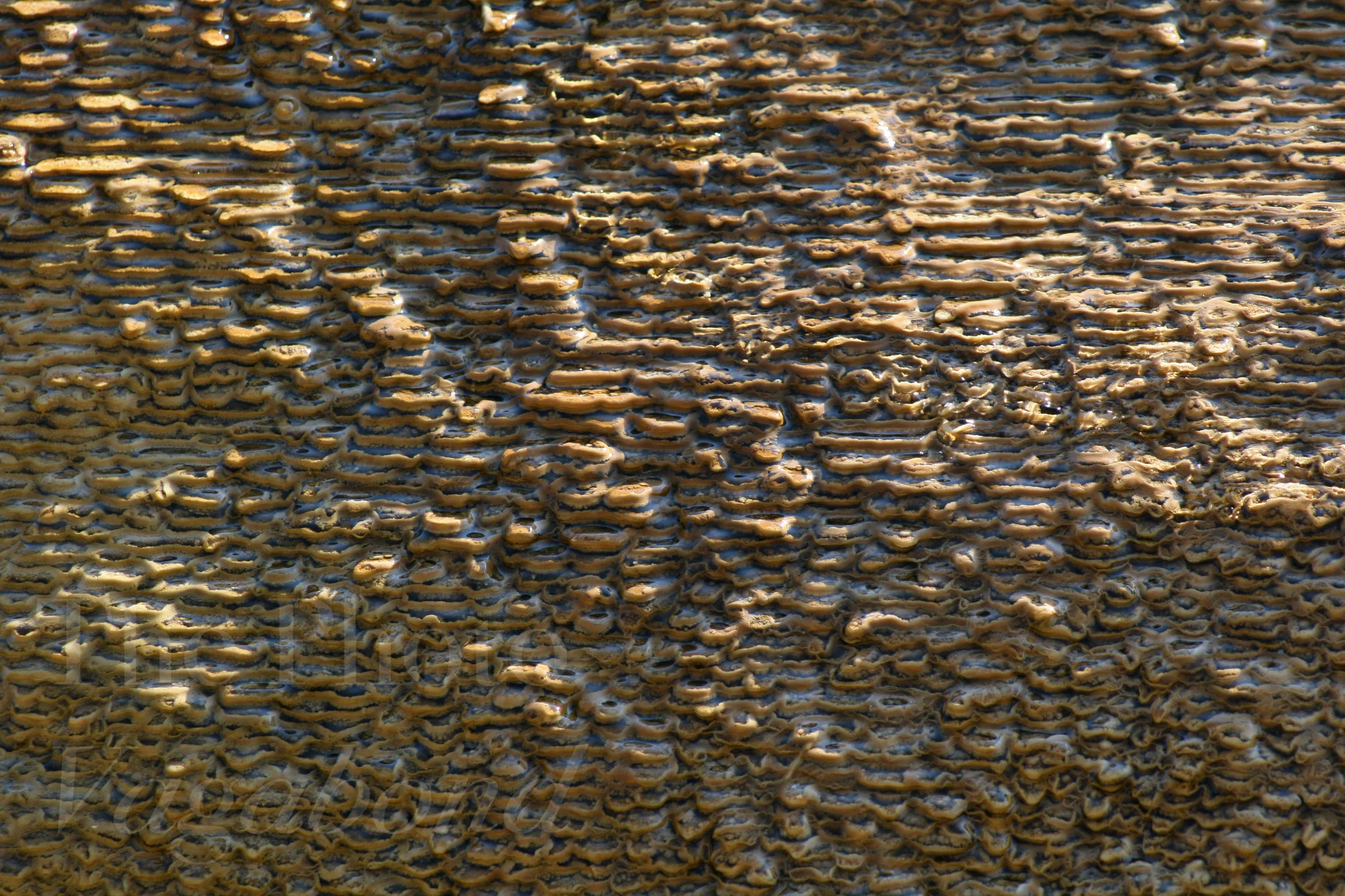 Texture050.JPG