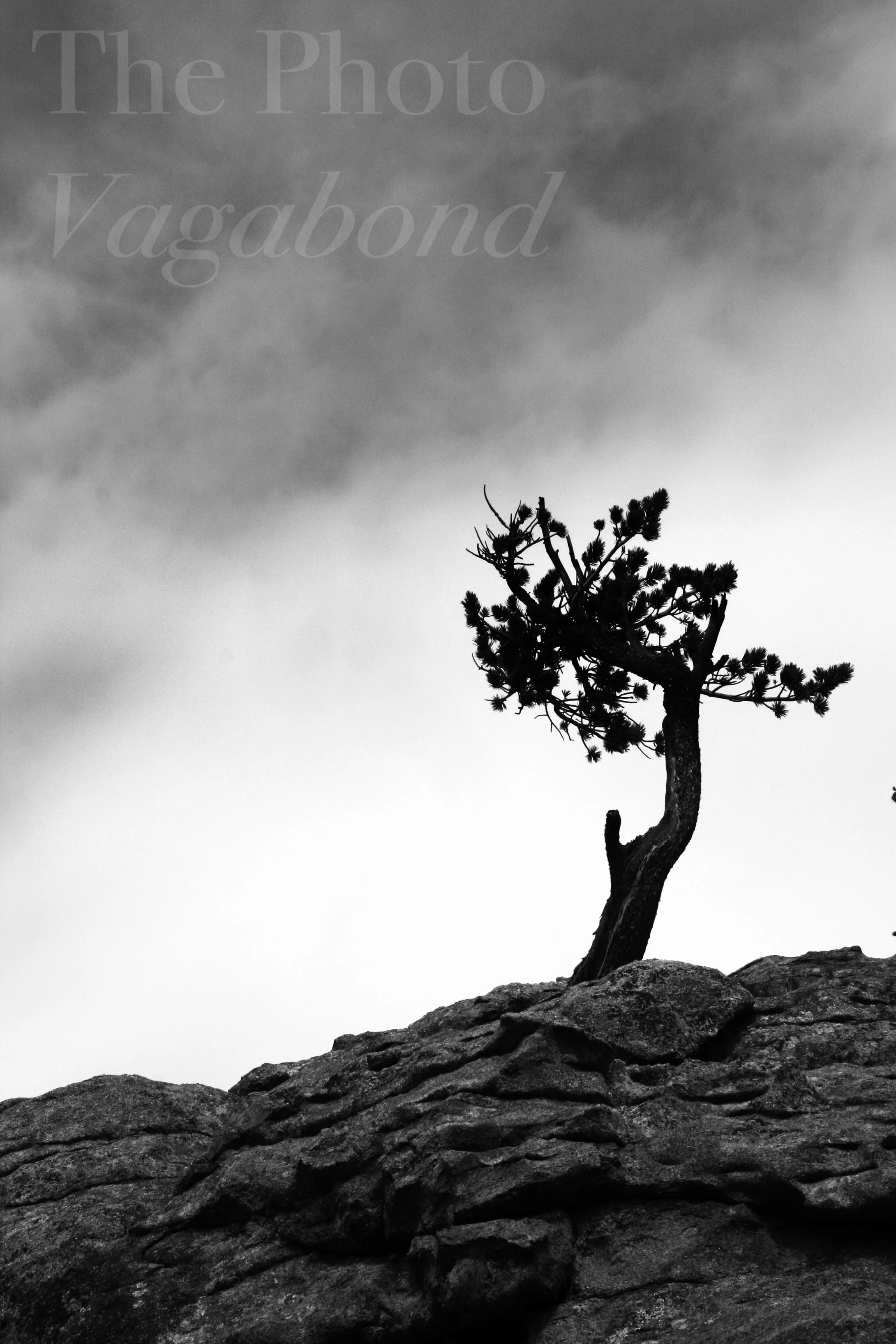 Trees001.jpg