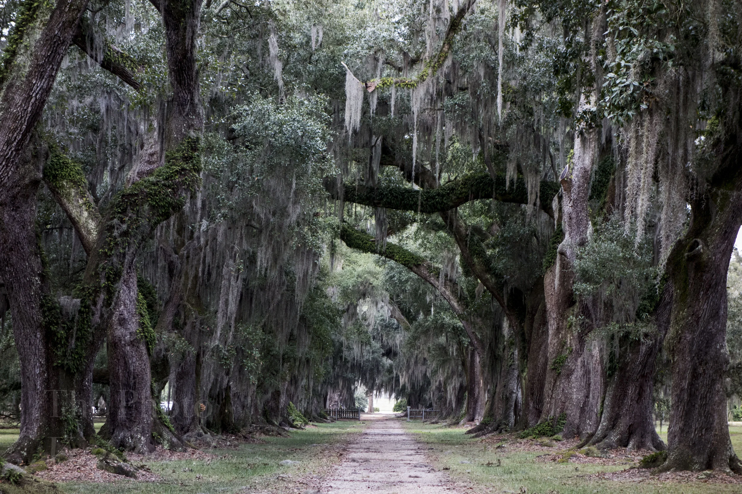 Spanish Moss on Oaks.jpg