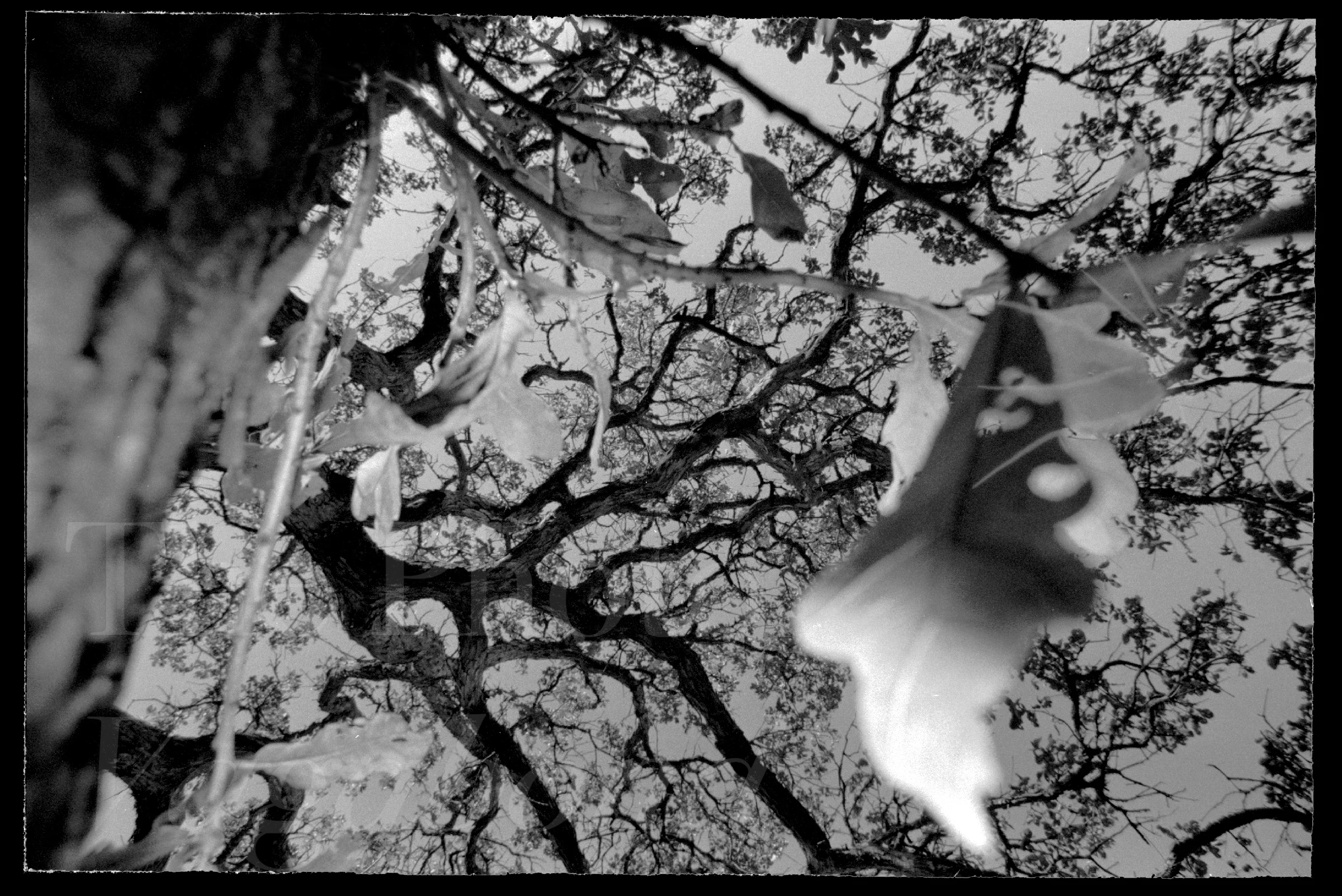 Trees031.jpg