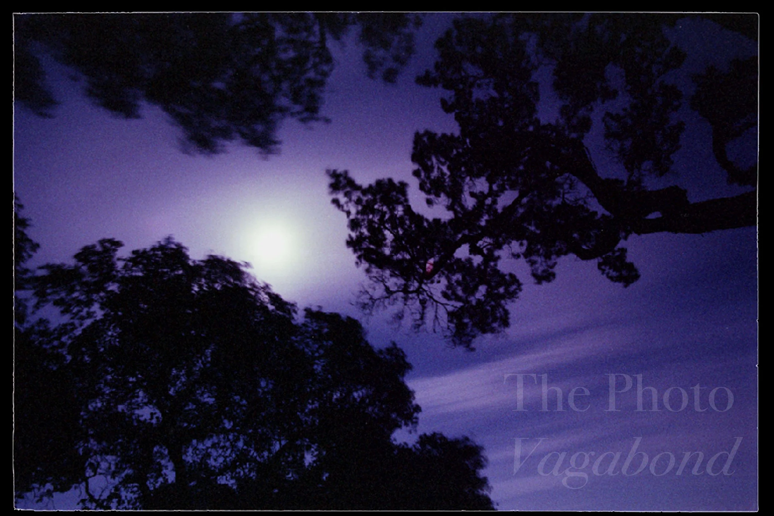 Trees033.jpg