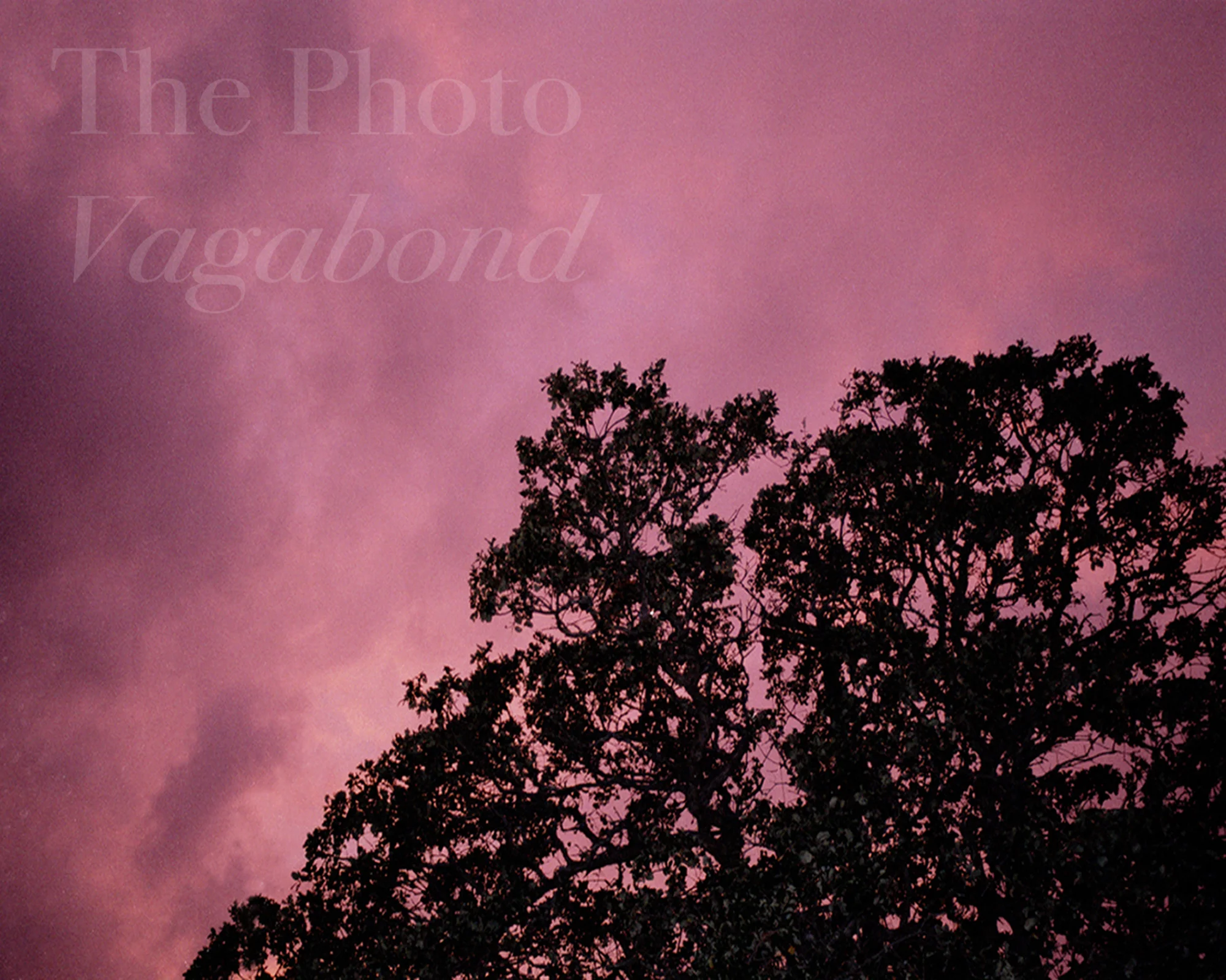 Trees034.jpg