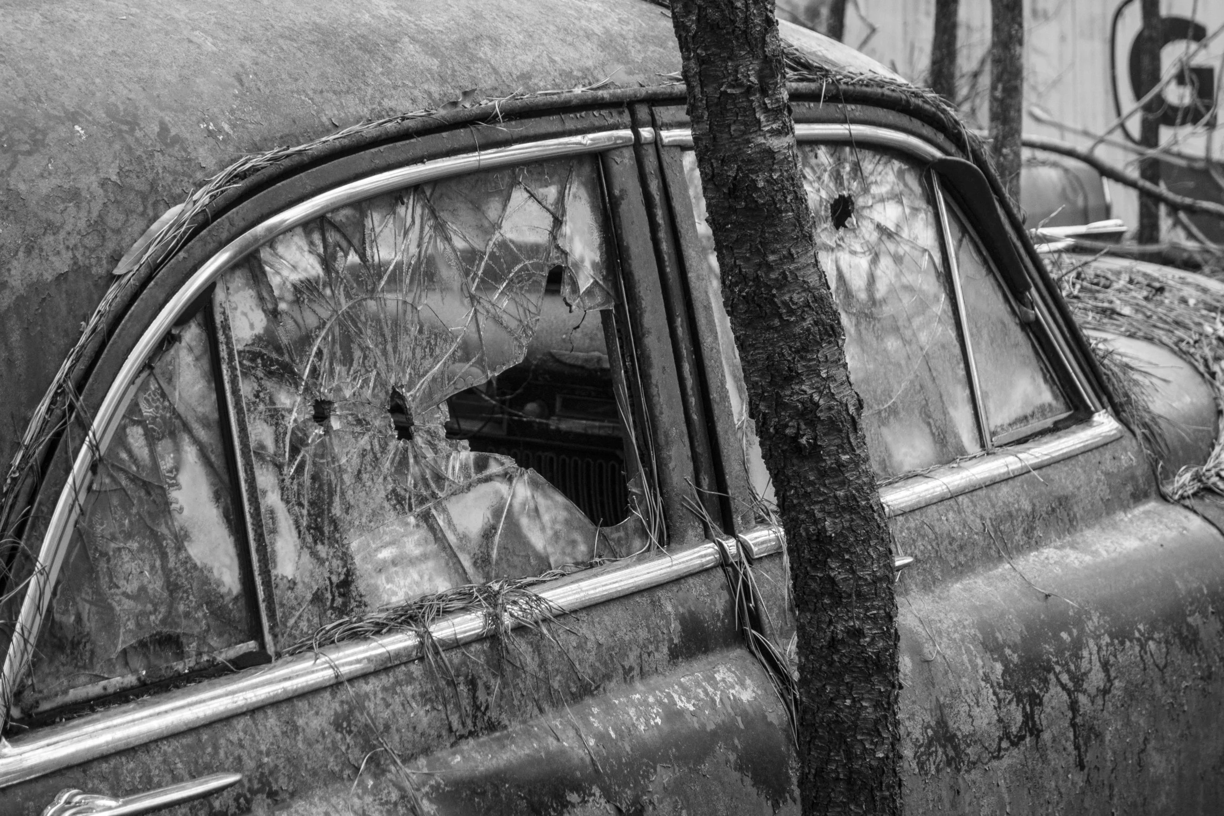 Holed up by a tree