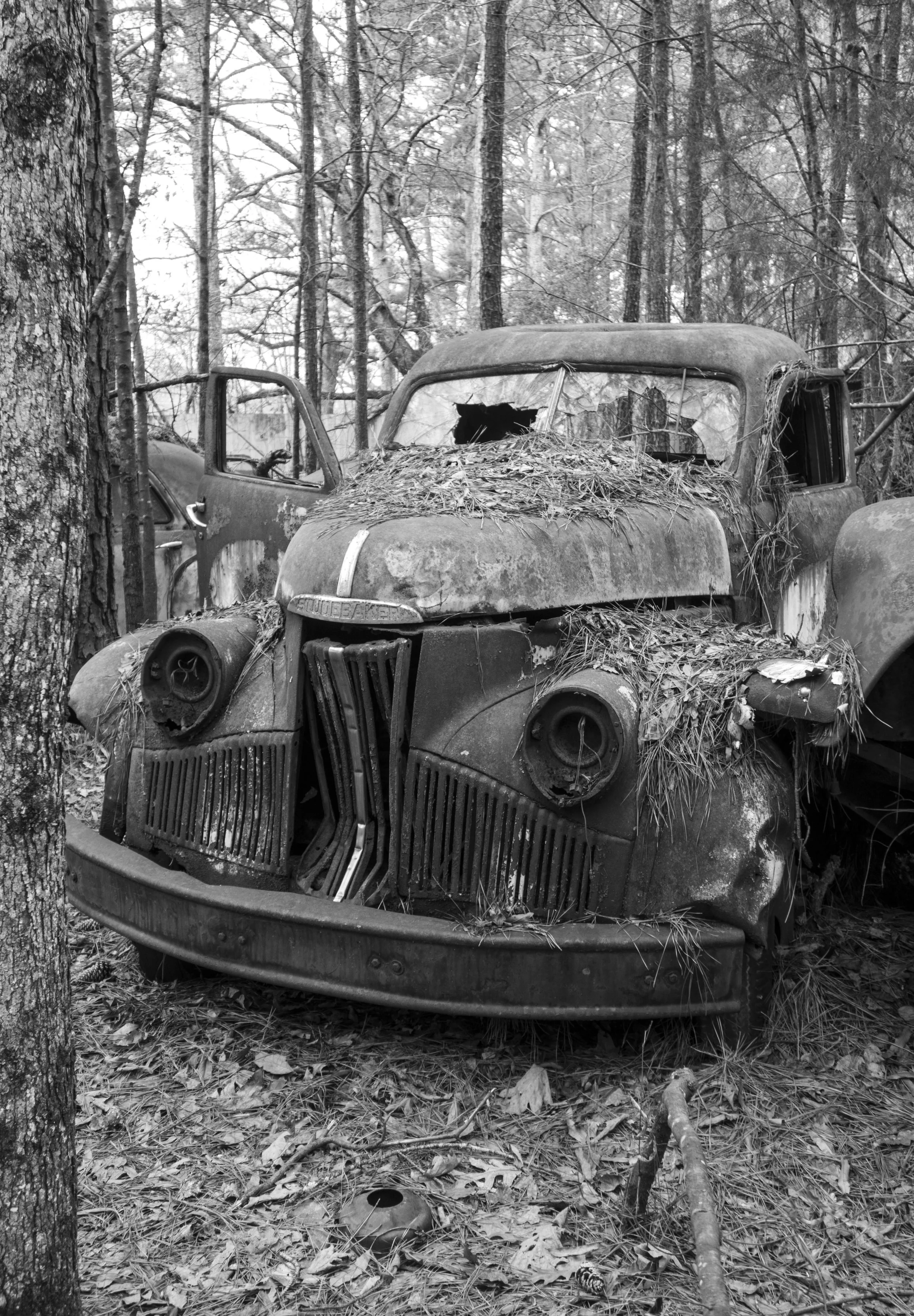 Studebaker in Trees B&W