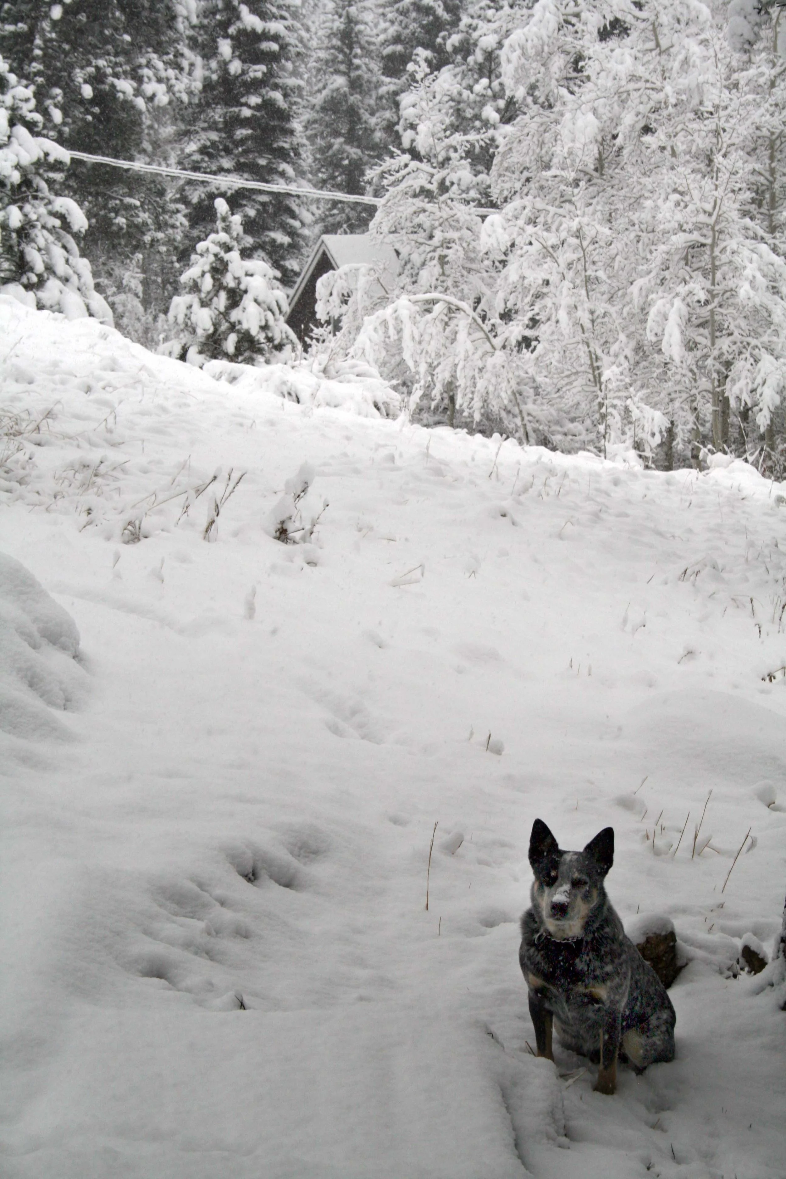 Behind cabin in Glen Haven