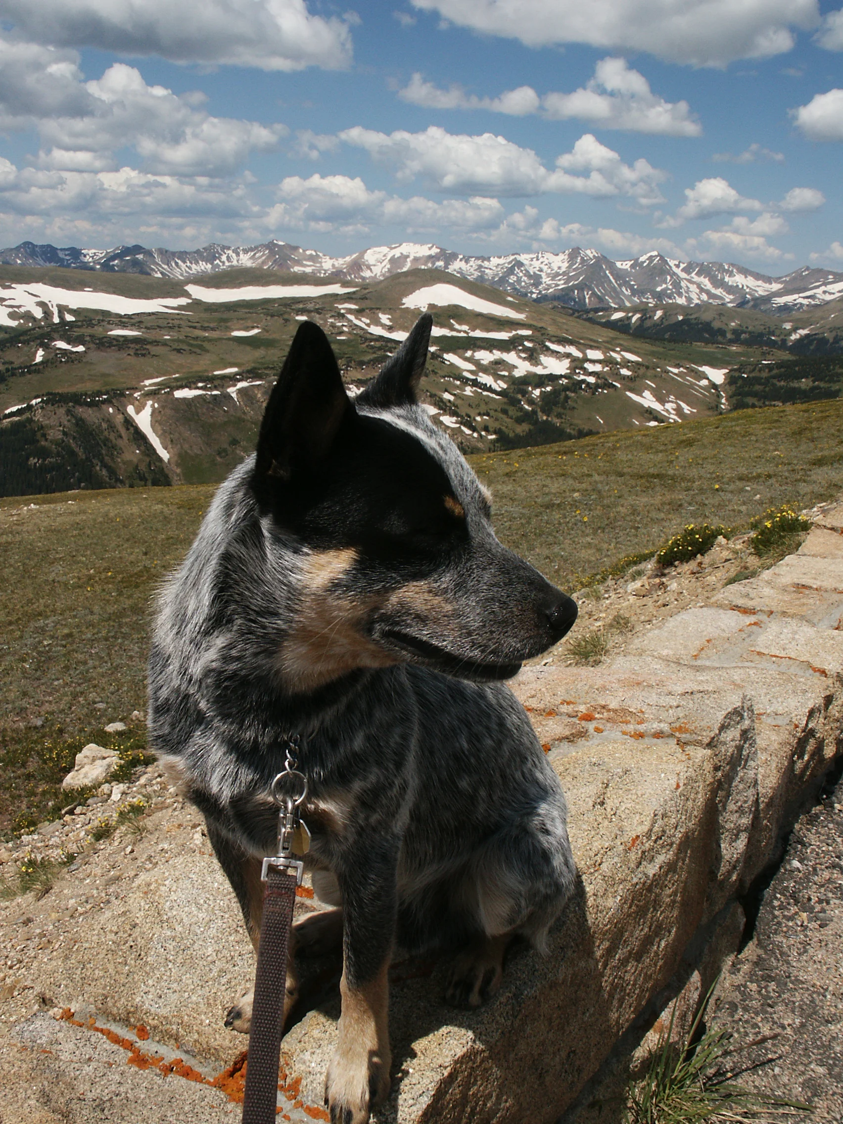 Trail Ridge Road 12,000ft Above Sea Level