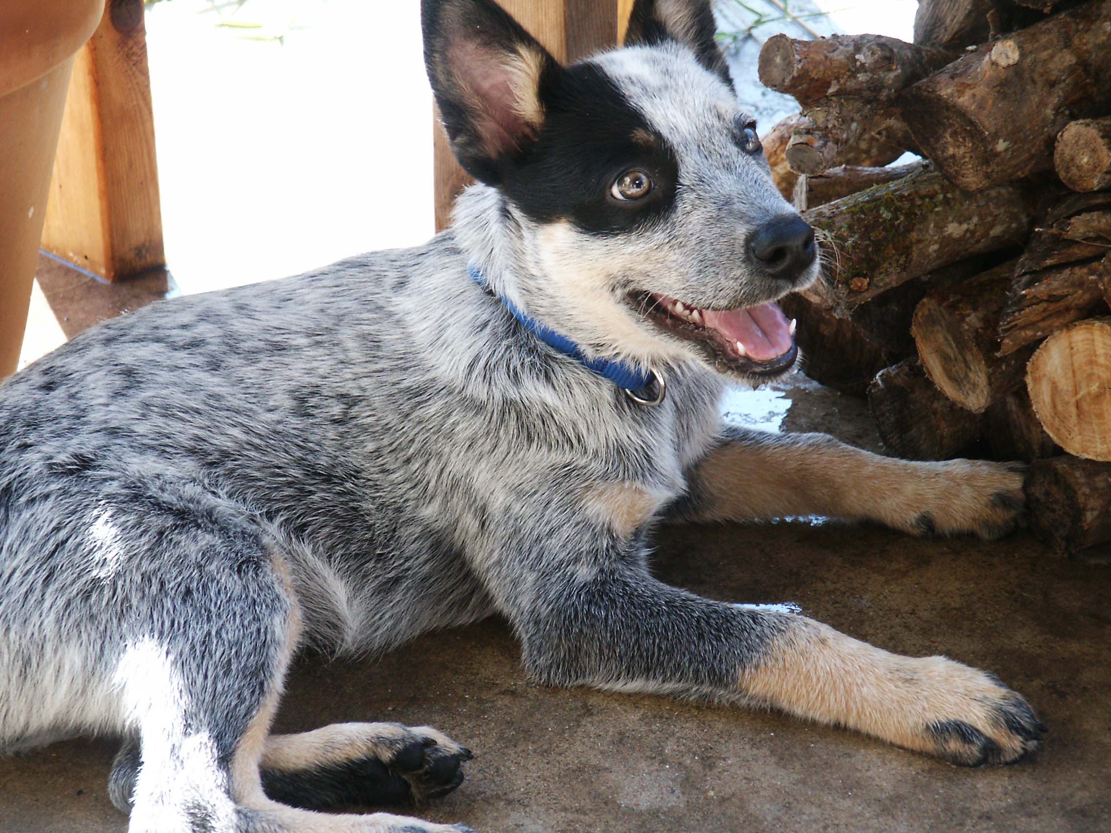 Heeler's stare