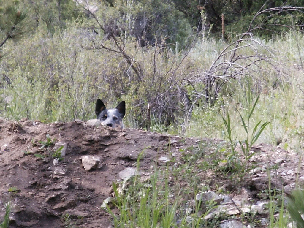 Mingus tries not to be seen.