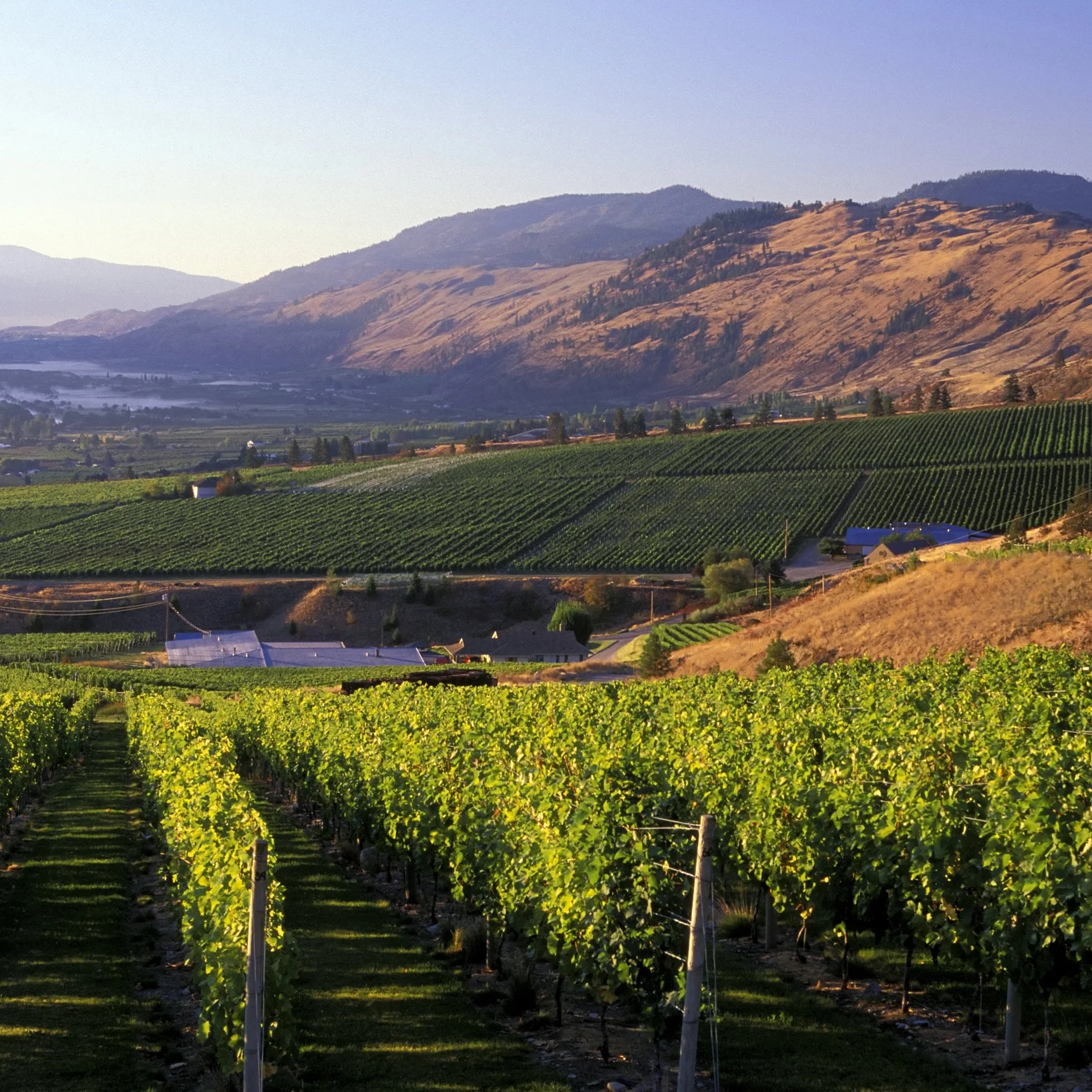 Osoyoosgoldenmile.jpg