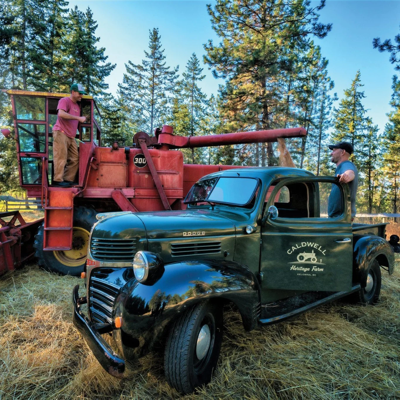 Red-Fife-pumped-into-truck-at-Wiseacre-Farm-Photo-by-David-McIlvride.jpg