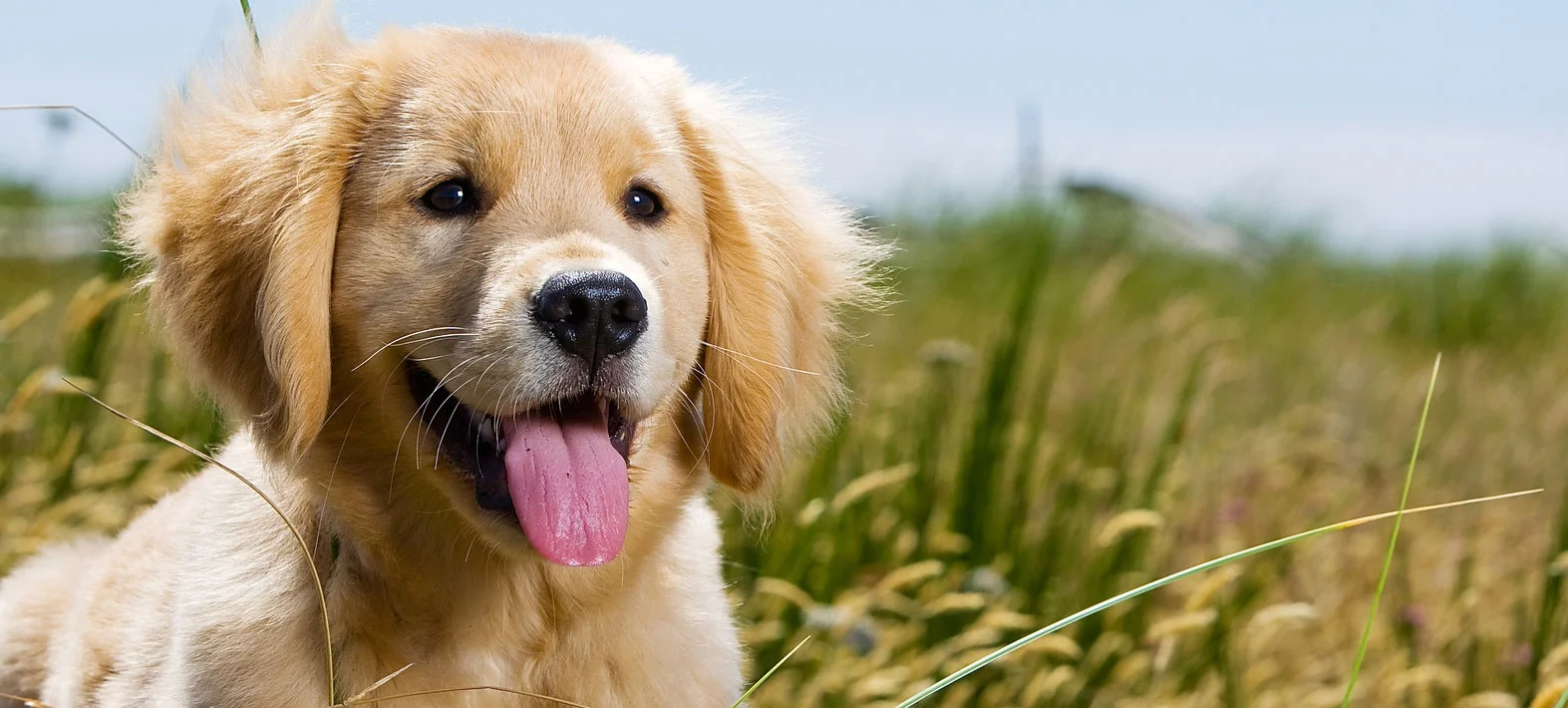 canine puppy.jpg