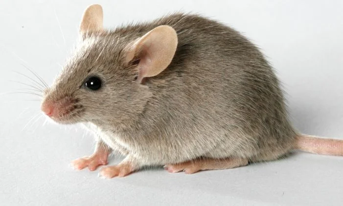 mouse.jpg