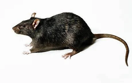 Rat Image.jpg