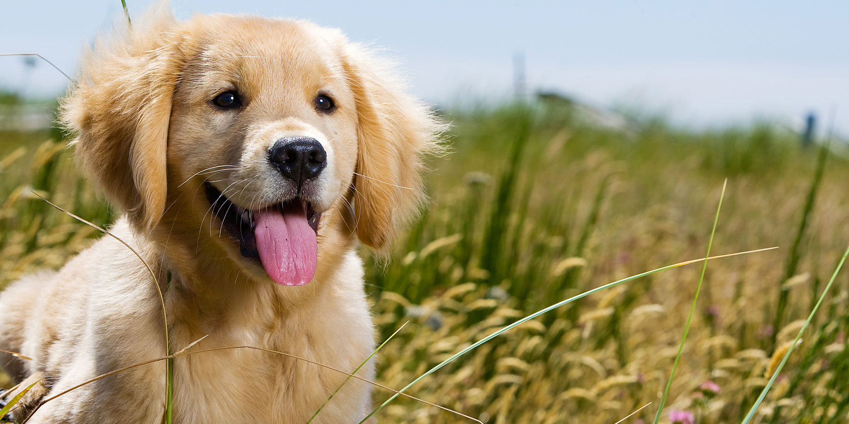 canine puppy.jpg